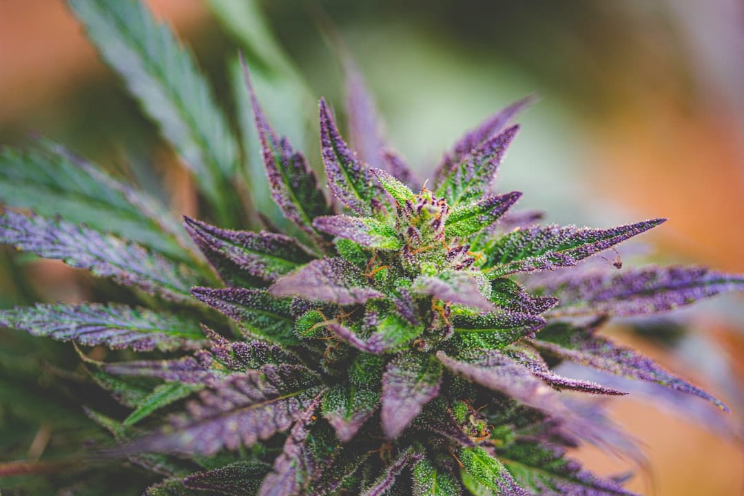 Close up of pink-tinged indica cannabis bud showing trichomes similar to Coastal Pink strain