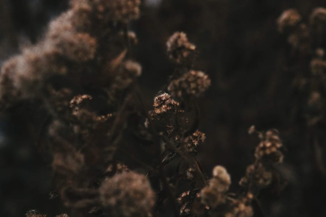 Close-up macro shot of dark purple cannabis flower buds resembling Black Biscotti AAA+ strain