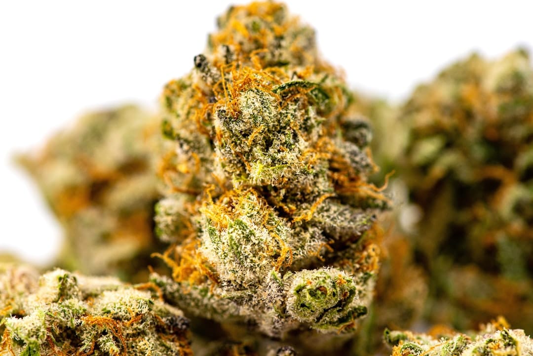 Close-up macro photograph of cannabis trichomes, the resin glands collected to produce hash