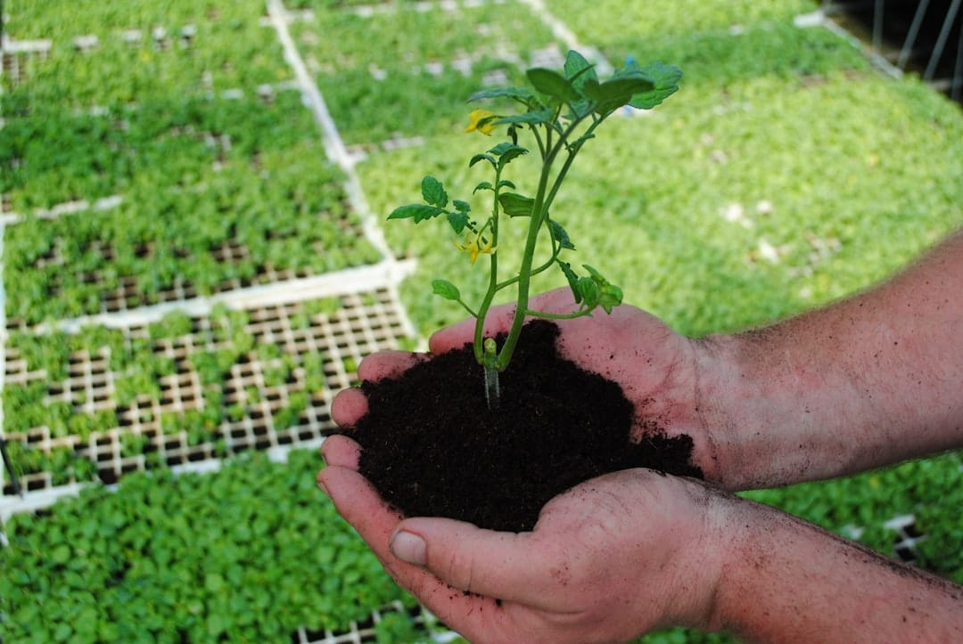 Person holding a young plant in rich organic living soil
