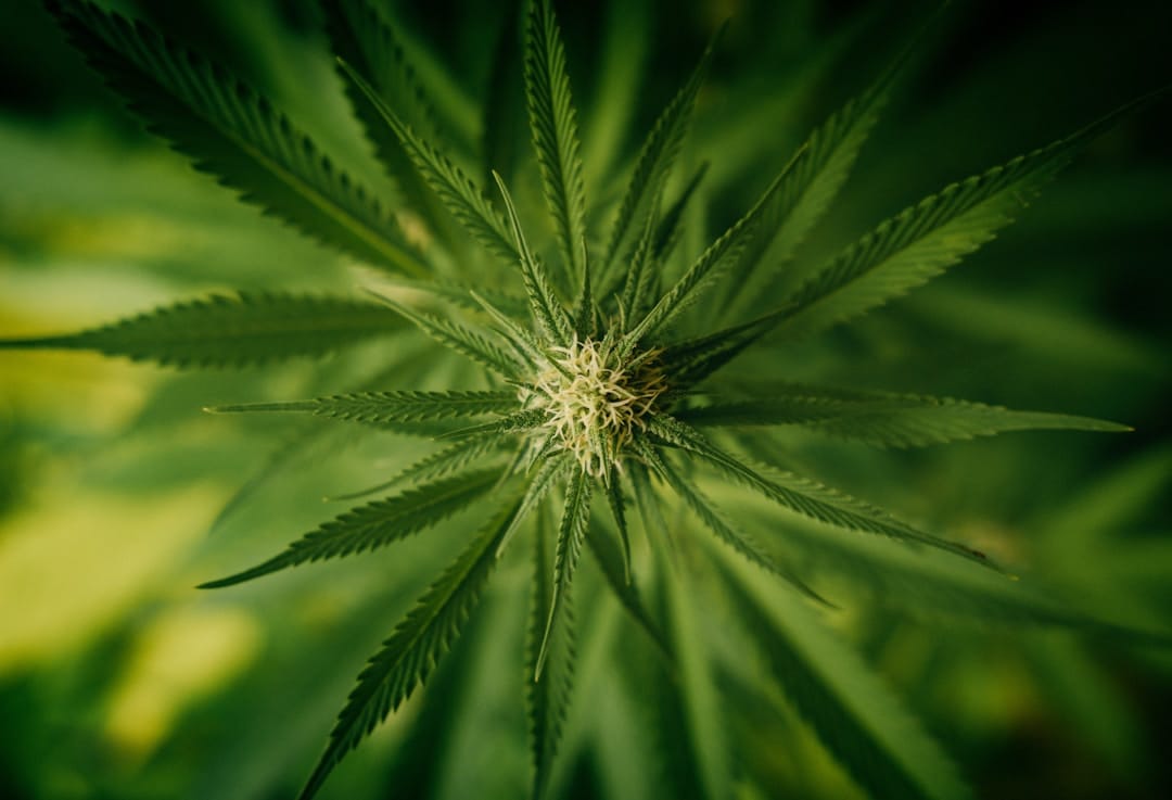 Cannabis plant close-up showing trichomes and leaves representing craft cannabis quality