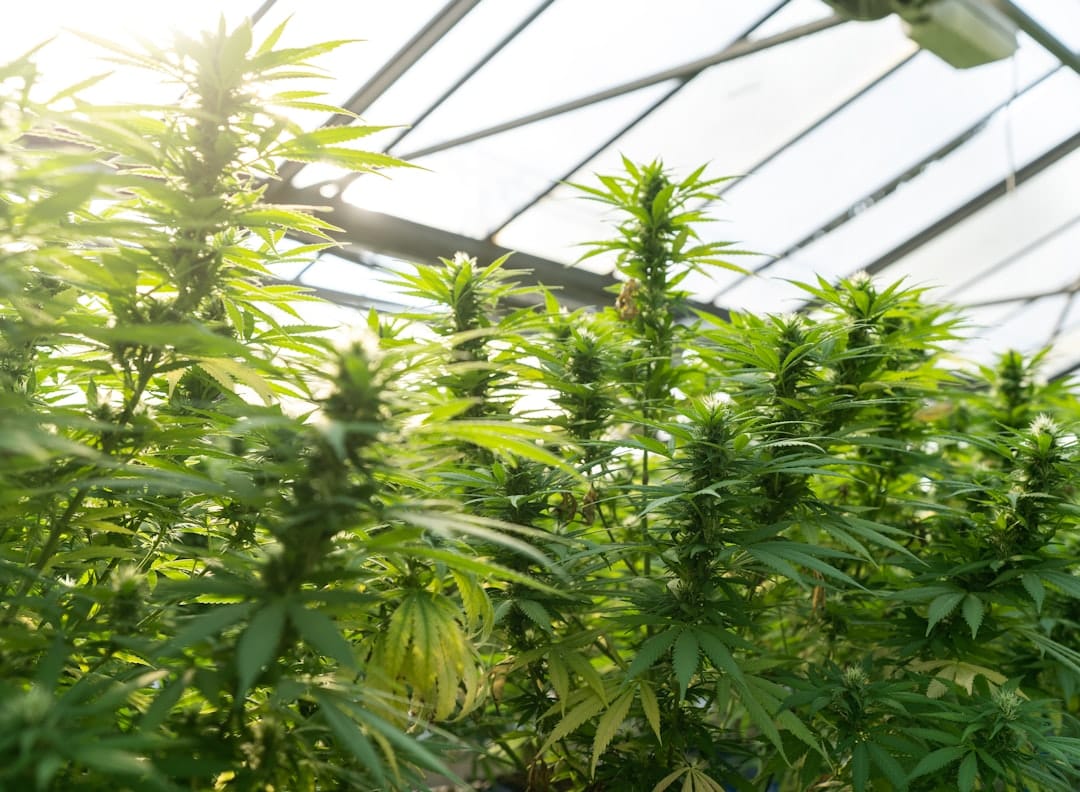 Lush green cannabis plants growing in a controlled indoor environment producing premium craft flower
