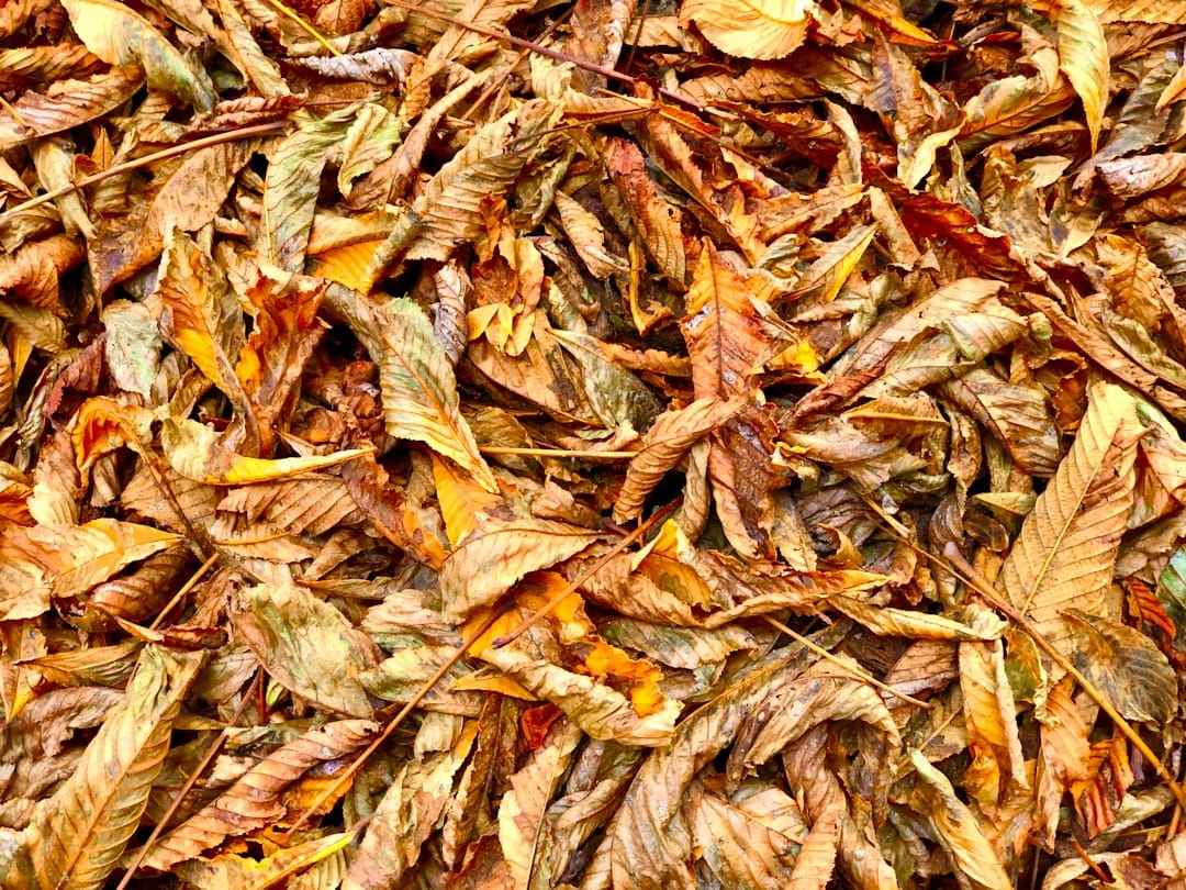 Dried aromatic herbs and spices representing myrcene limonene and caryophyllene cannabis terpenes