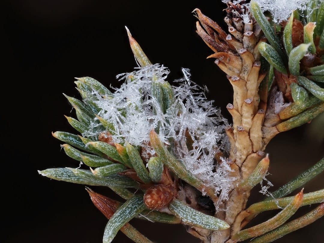 Macro close-up of a frosty cannabis bud covered in trichomes, illustrating the heavy resin coat of premium BC indica flower like Bluefin Tuna AAAA-