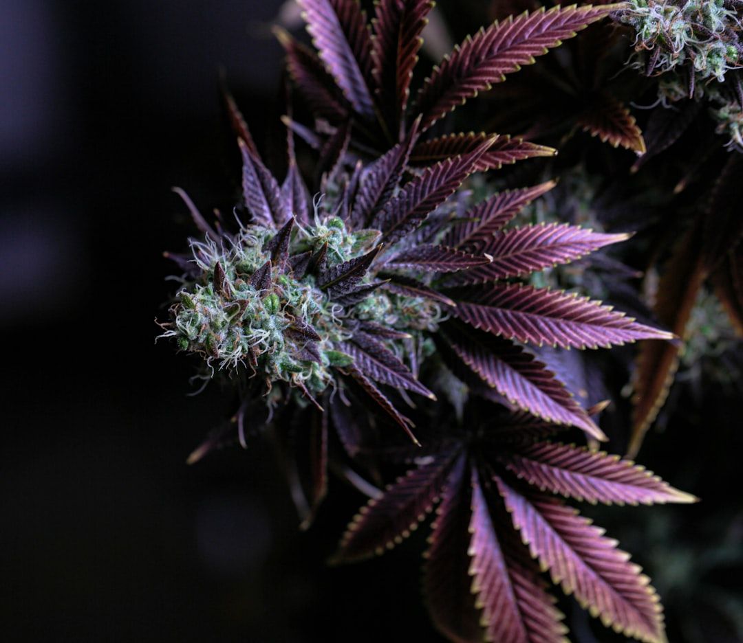 Close up of cannabis flower buds showing trichomes and resin