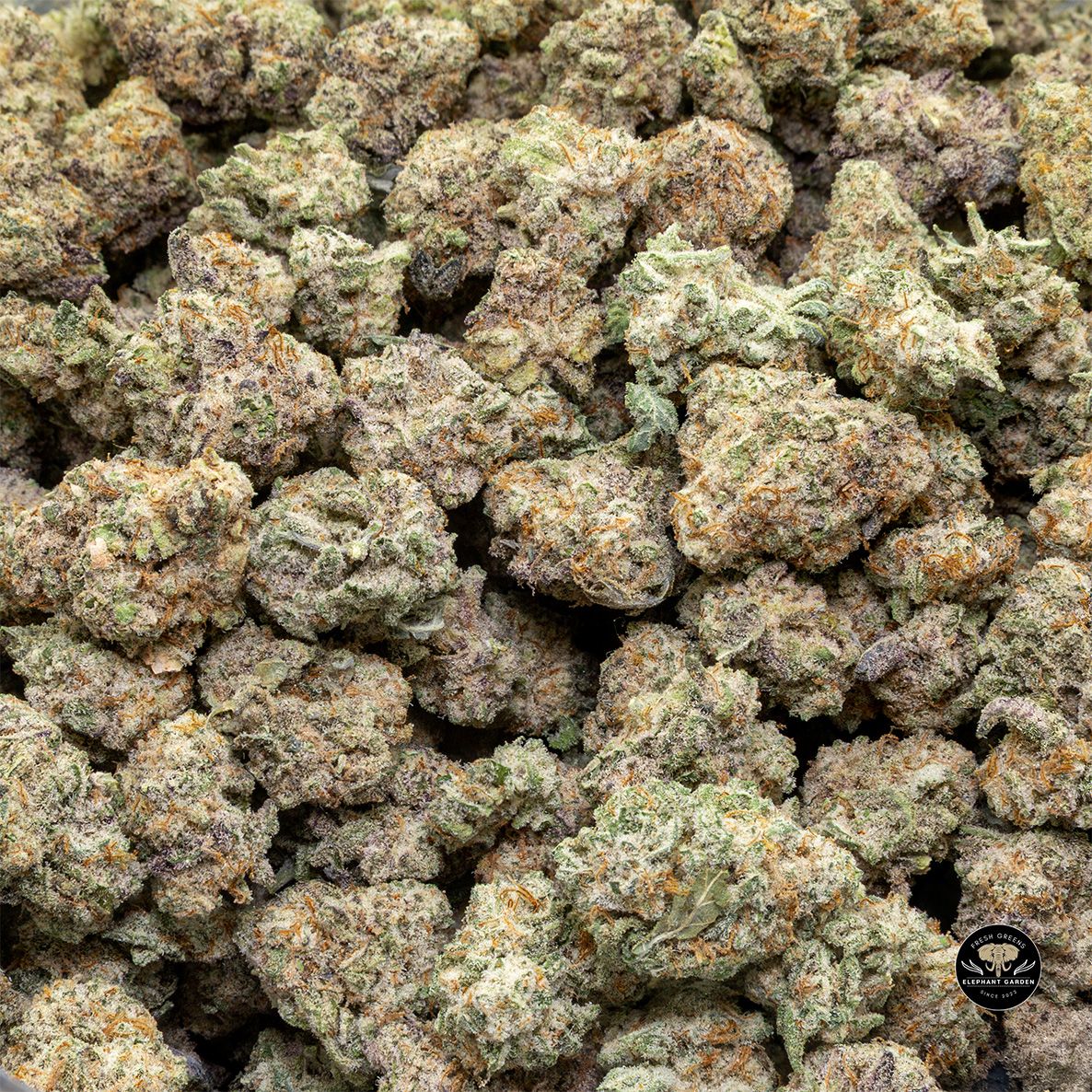 Buy Blueberry Mac at Elephant Garden Co Weed Dispensary Bulk 5 15 25 2