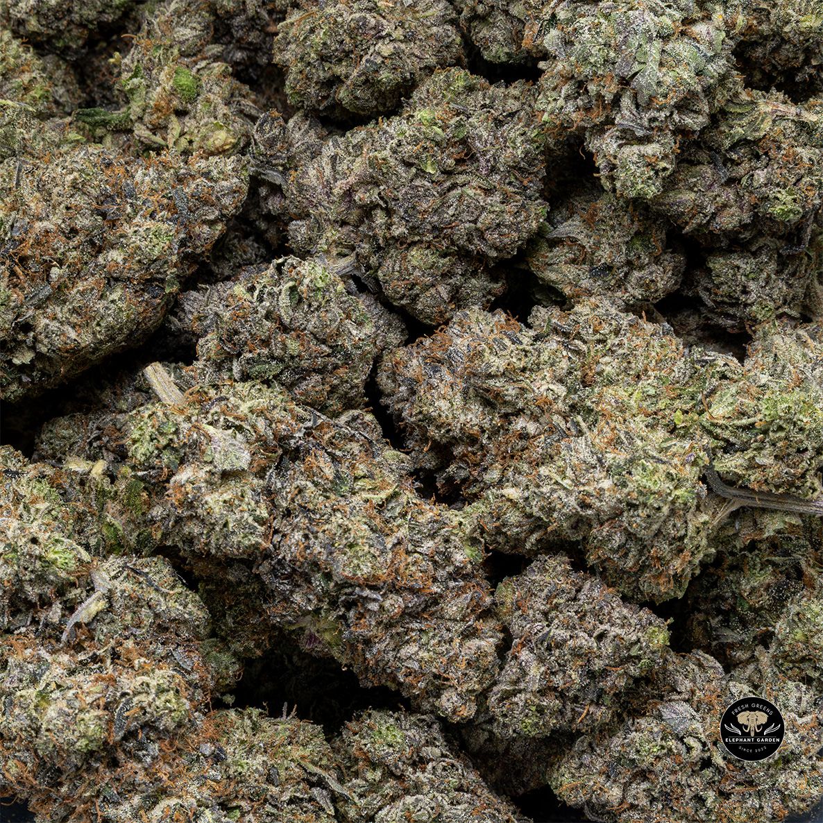 Buy Dank Schrader at Elephant Garden Co Weed Dispensary Bulk 5 15 25 2