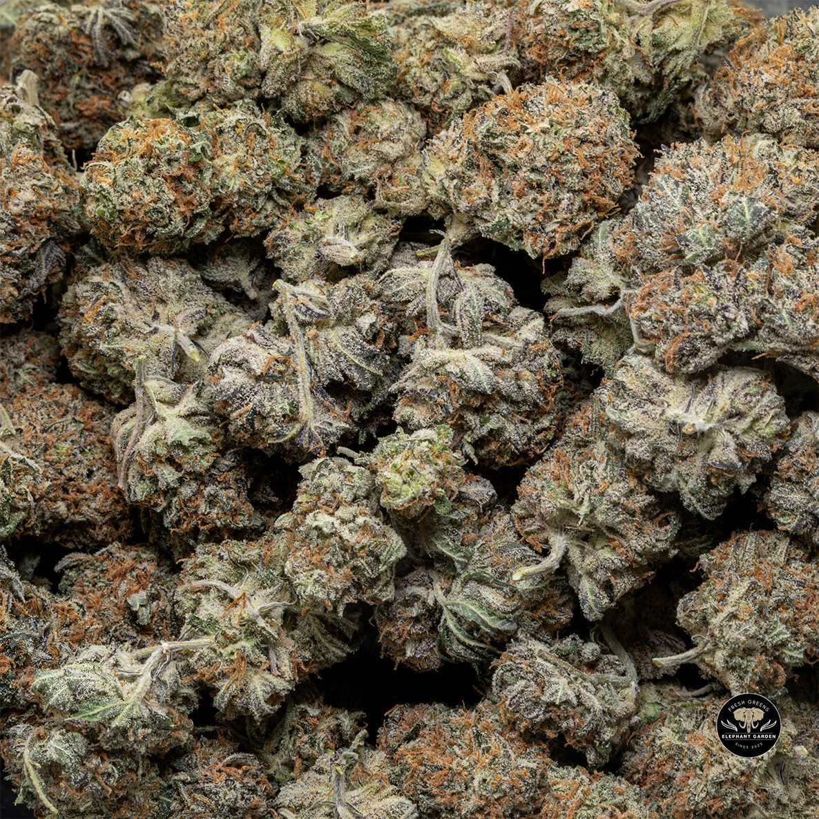 Buy Blackcherry OG at Elephant Garden Co Weed Dispensary Bulk 4 28 2025