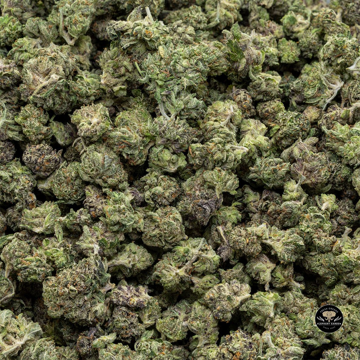 Buy Captains Pink at Elephant Garden Co Weed Dispensary Float 5 15 25 2