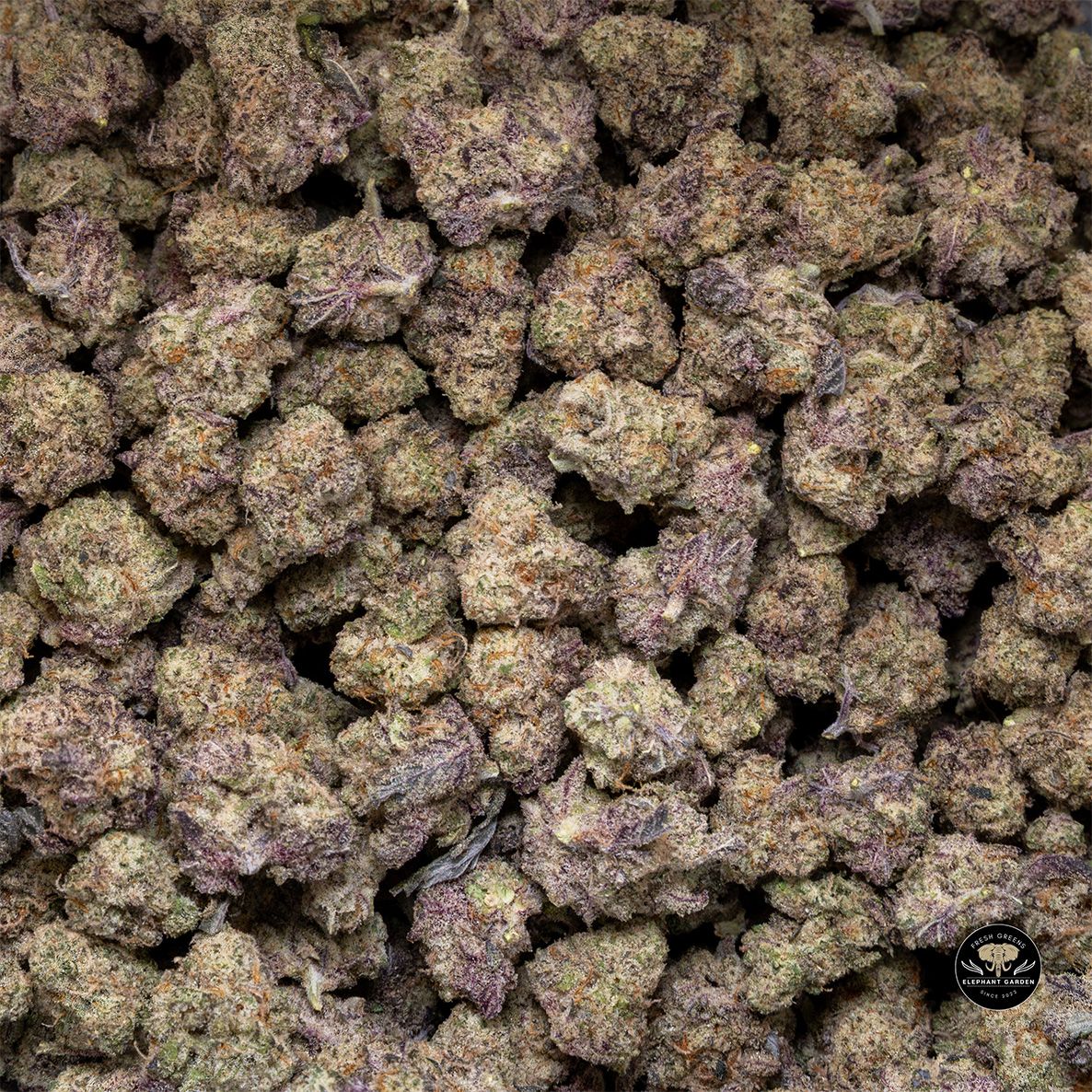 Buy Cookie Dough at Elephant Garden Co Weed Dispensary Bulk 3 6 25