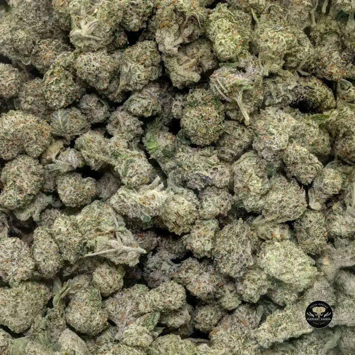 Galactic Gas (Bulk) - Hybrid - Popcorn - AAA+ | Elephant Garden Co