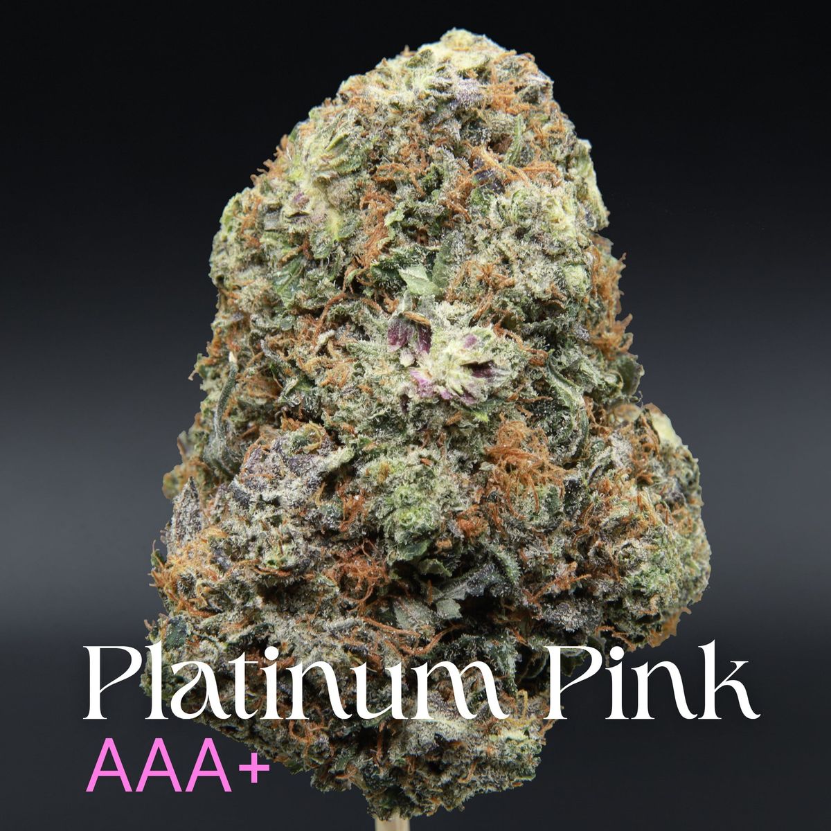 Platinum Pink AAA+