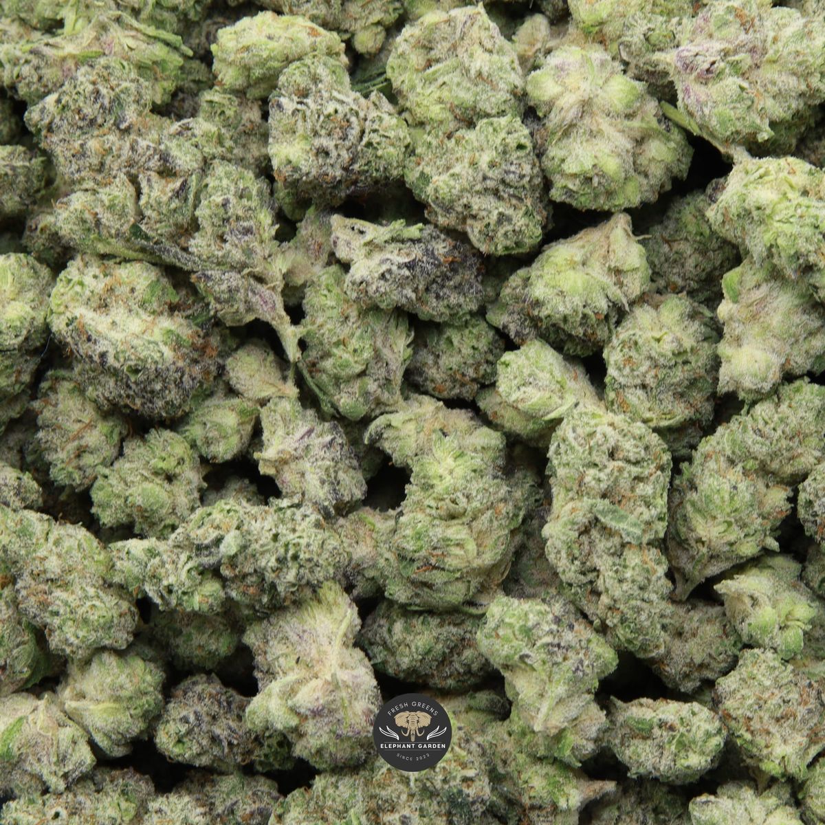 White Zlushie Smalls AAA+