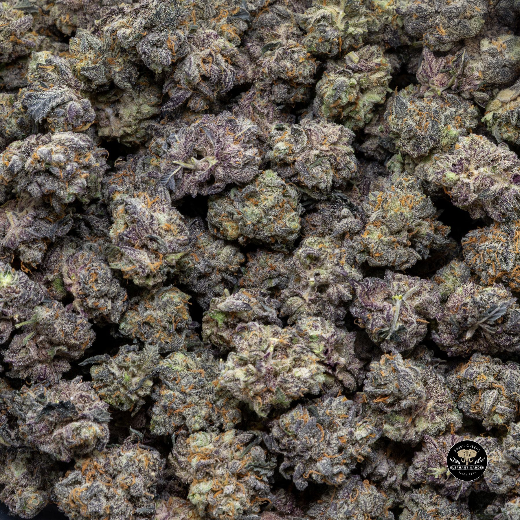 Buy Black Cherry Punch at Elephant Garden Co Weed Dispensary Bulk 1 28 25