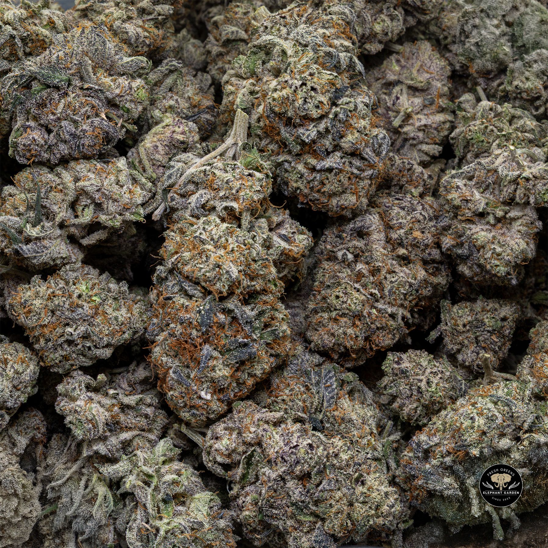 Buy Black Ice at Elephant Garden Co Weed Dispensary Bulk 1 28 25