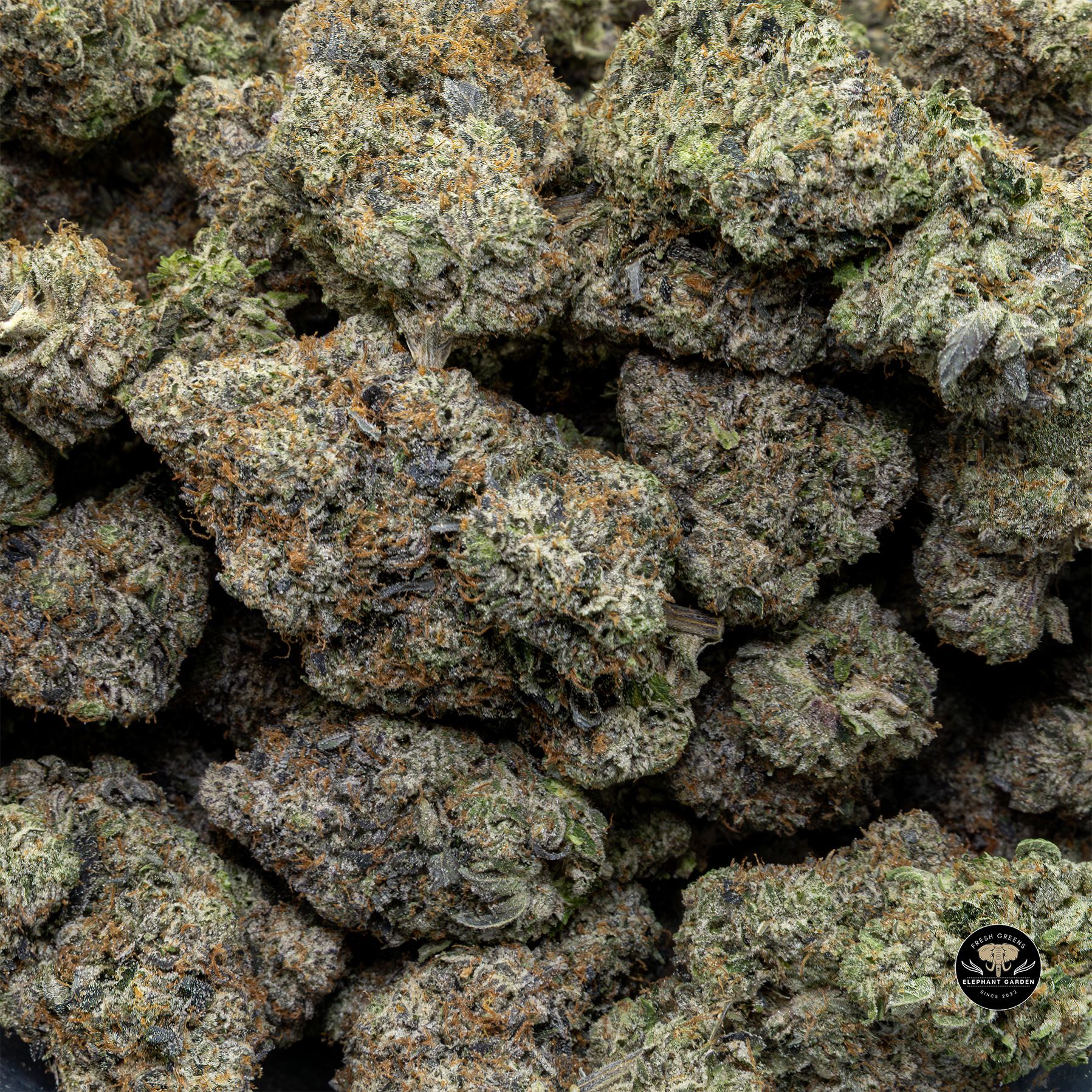 Buy Master Jedi at Elephant Garden Co Weed Dispensary Bulk 3 6 25