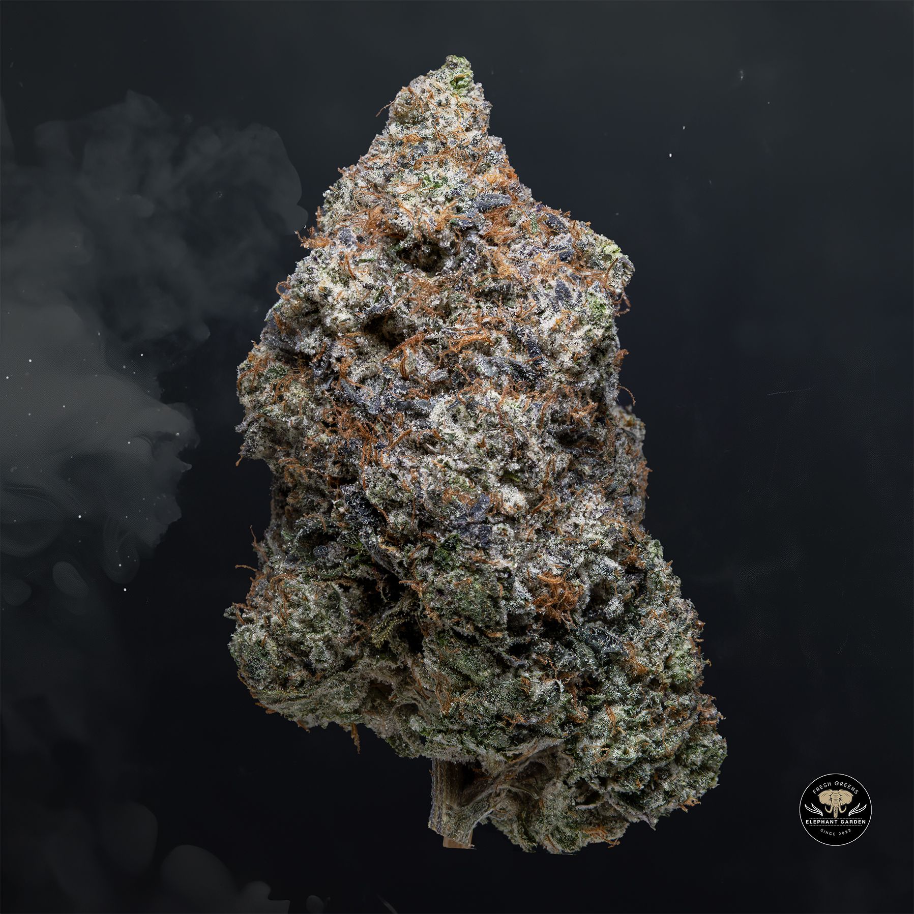 Buy Master Jedi at Elephant Garden Co Weed Dispensary Float 3 11 25 2