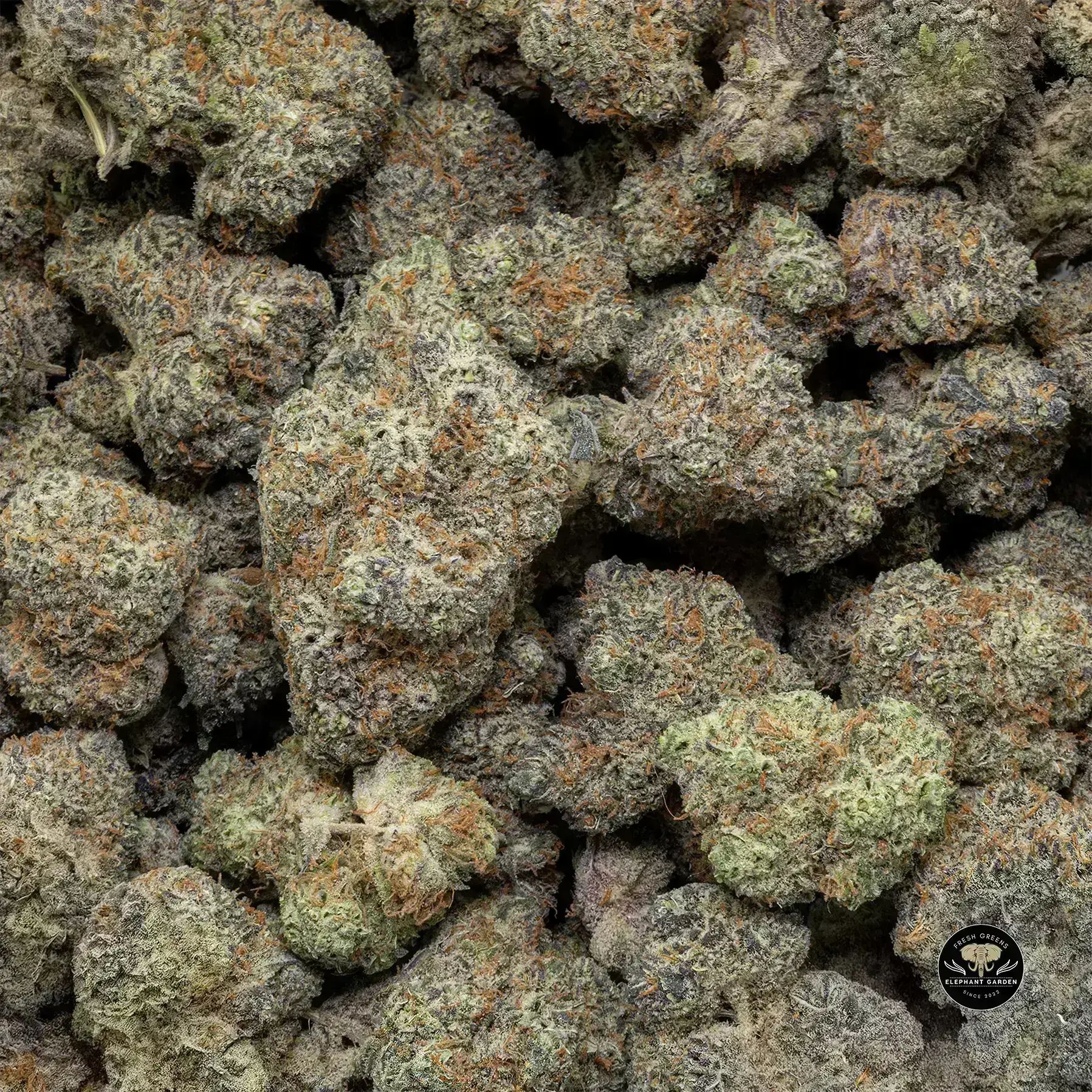 Buy Pink Payton at Elephant Garden Co Weed Dispensary Bulk 1 28 25