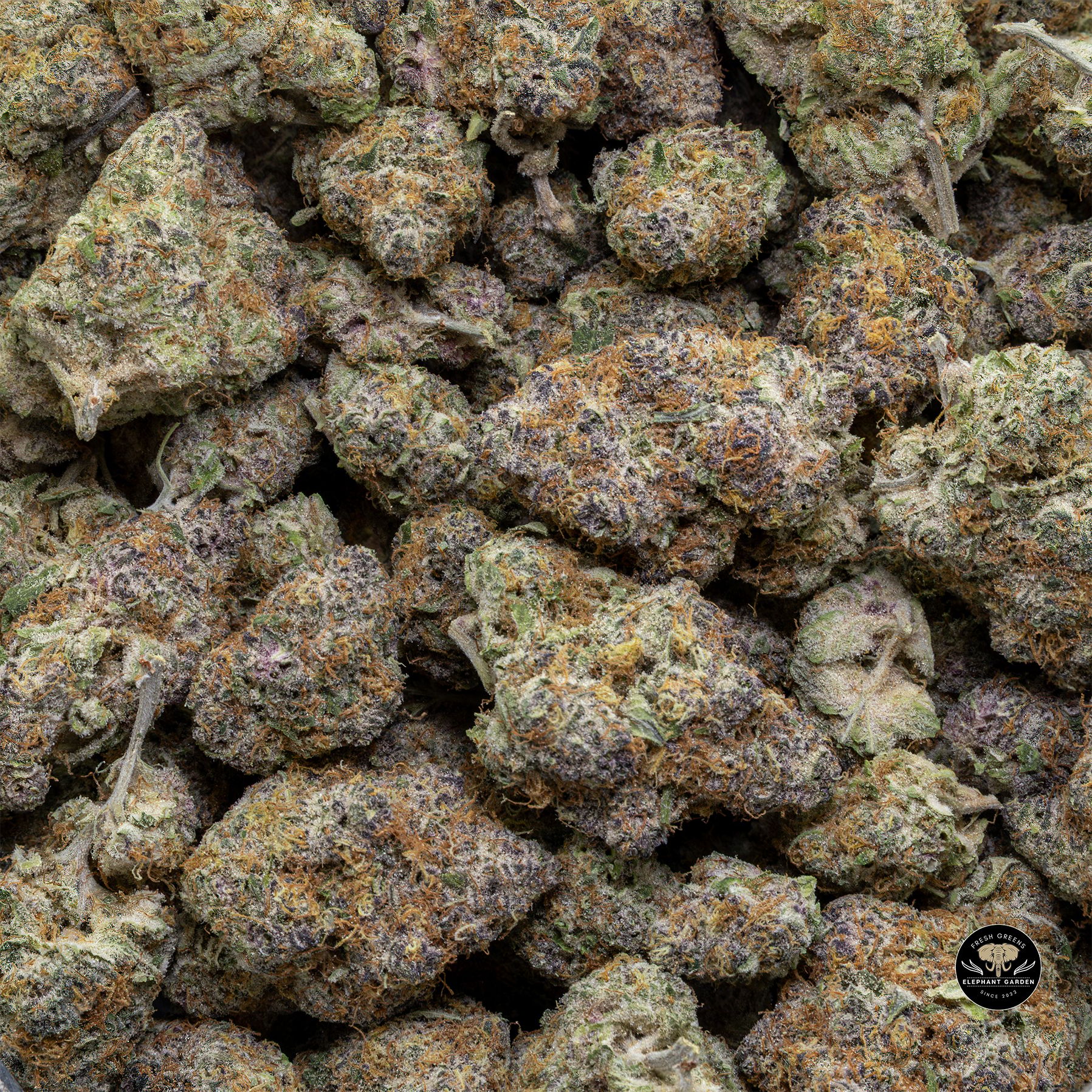 Buy Sugar Cookies at Elephant Garden Co Weed Dispensary Bulk 3 6 25