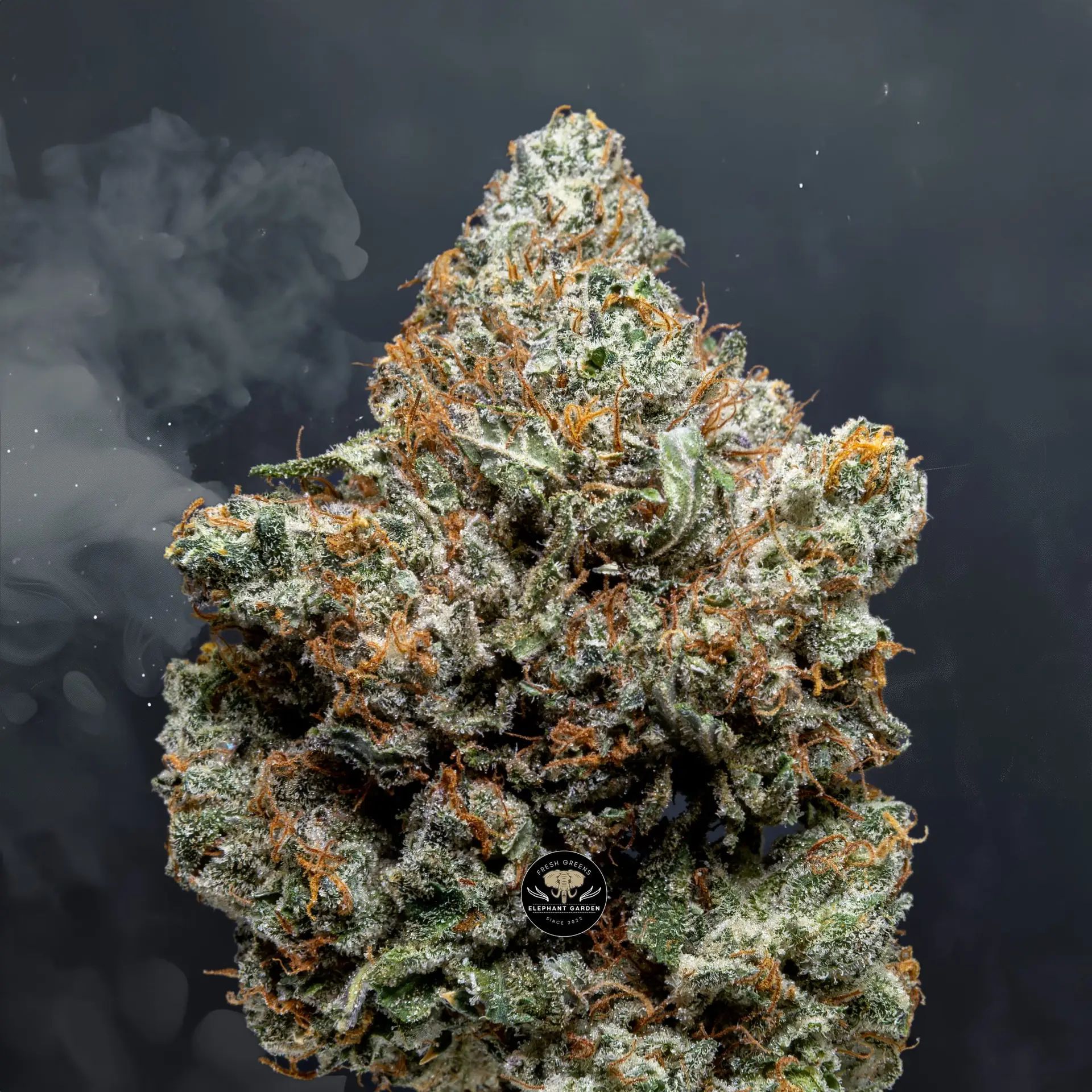 Buy Jealous at Elephant Garden Co Weed Dispensary Close 6 18 24