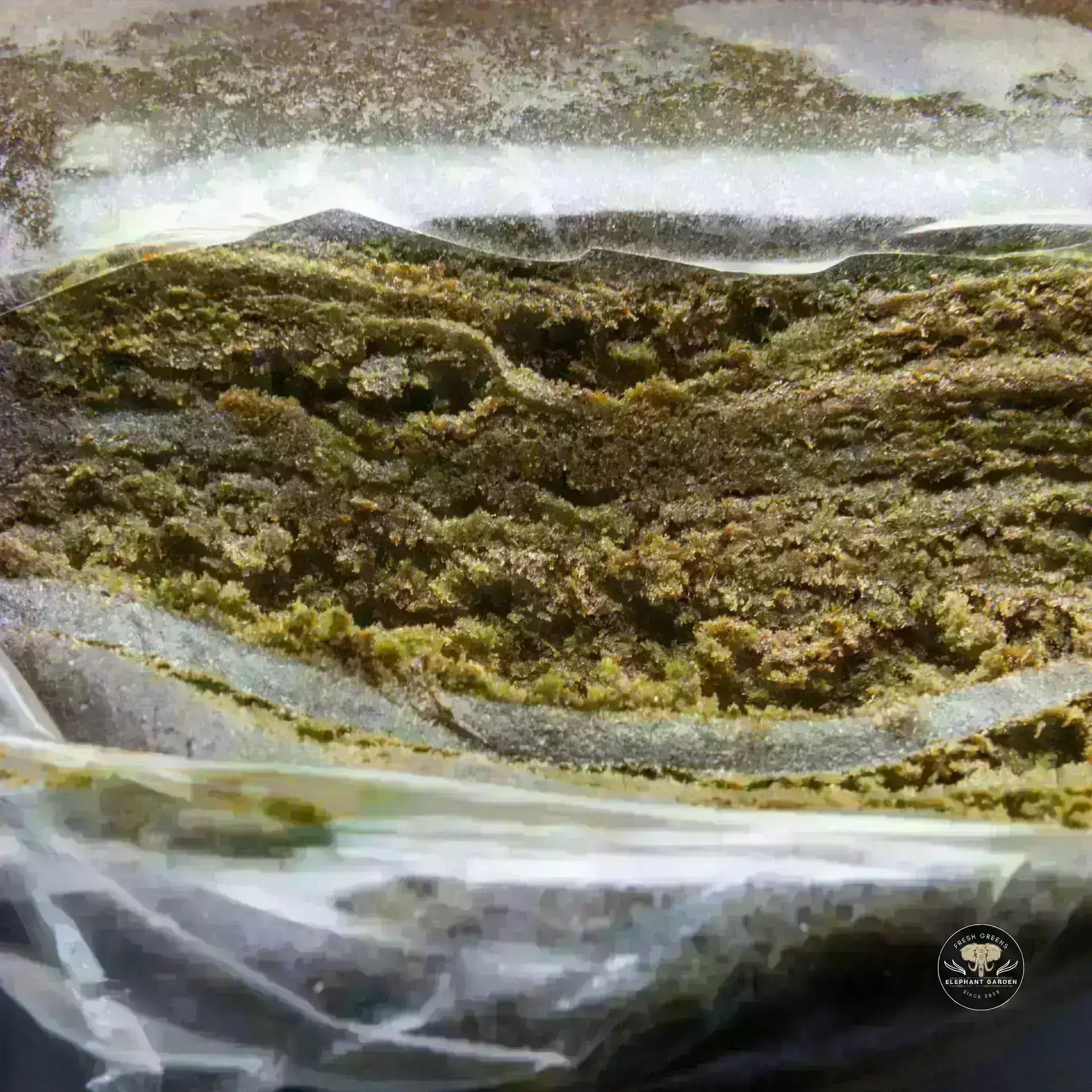 Buy Phoenix Cut at Elephant Garden Co Weed Dispensary Burn 11 13 24