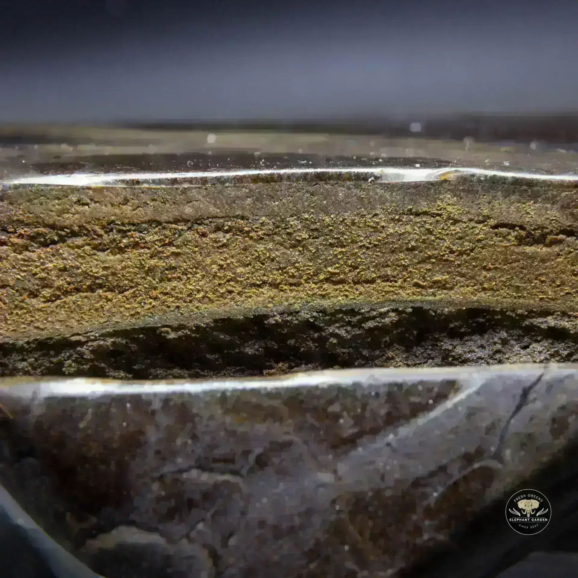 Buy AK-47 Close at Elephant Garden Co Weed Dispensary Burn 11 13 24