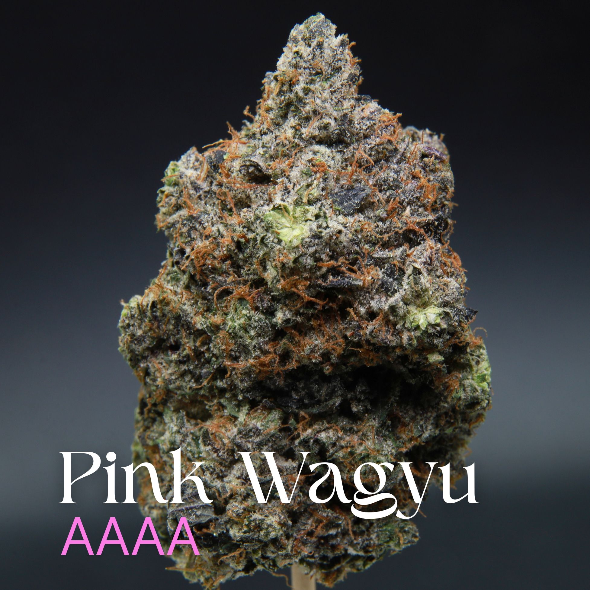 Single bud of pink wagyu from Elephant Garden.