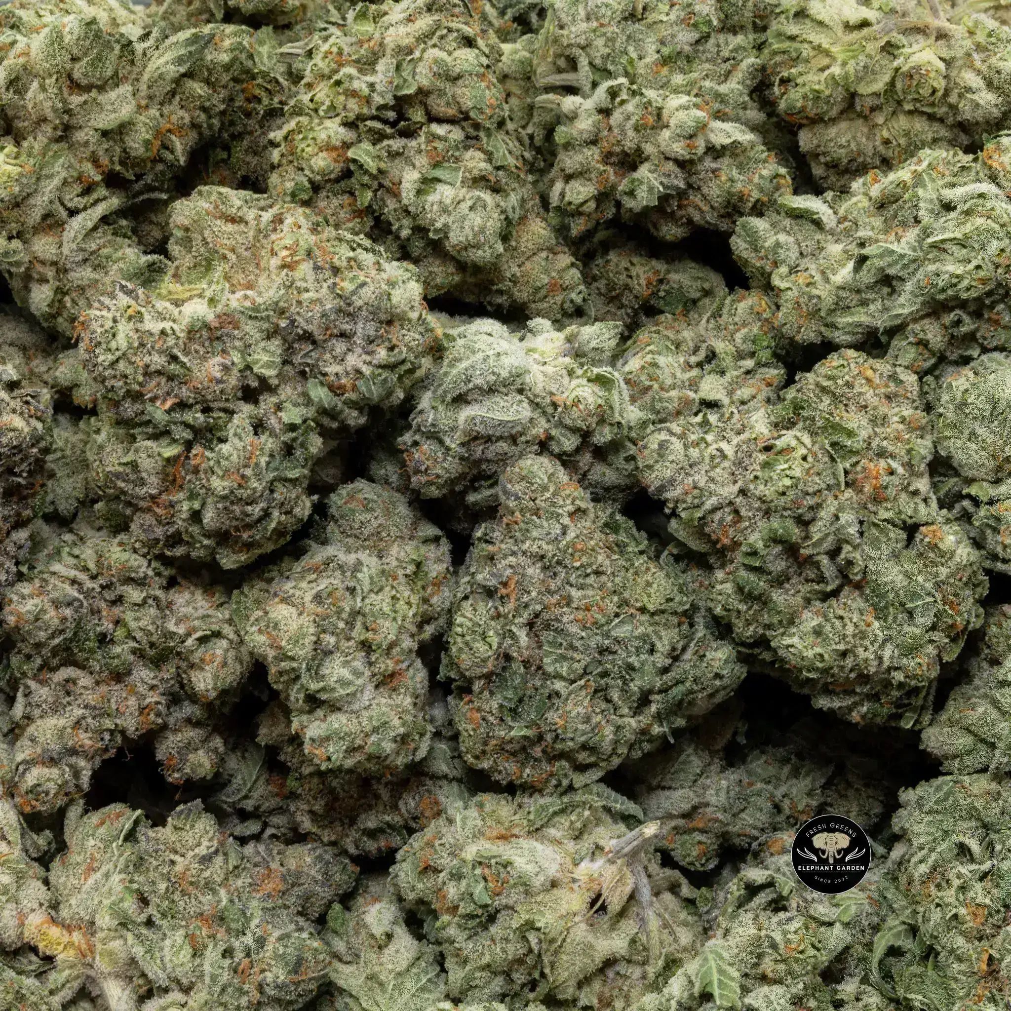 Buy Starwalker at Elephant Garden Co Weed Dispensary Close 8 19 24 2