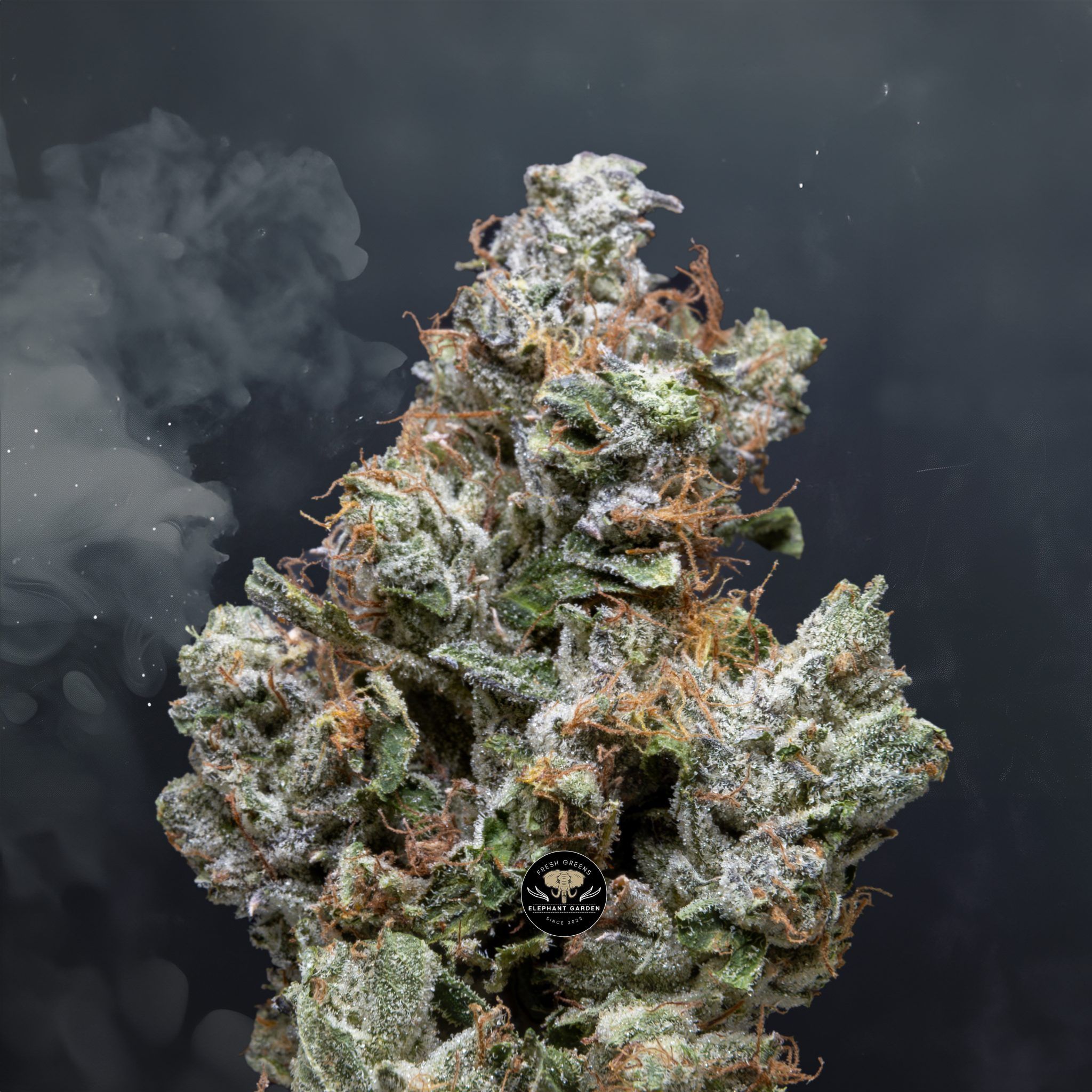 Buy Pink Death Star at Elephant Garden Co Weed Dispensary Close 8 7 24 2