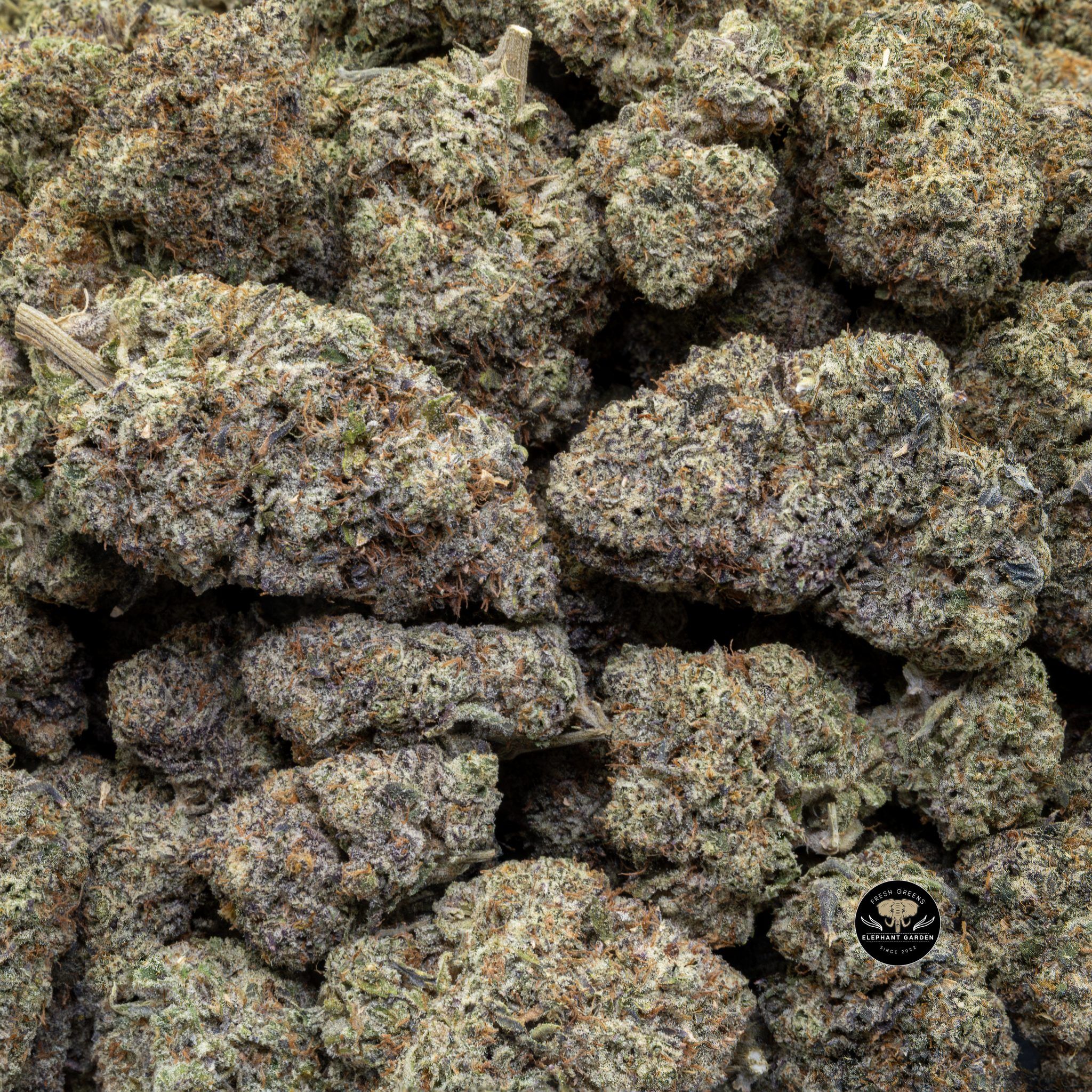 Buy Gas Face Big (Bulk) at Elephant Garden Co Weed Dispensary 2 13 2024