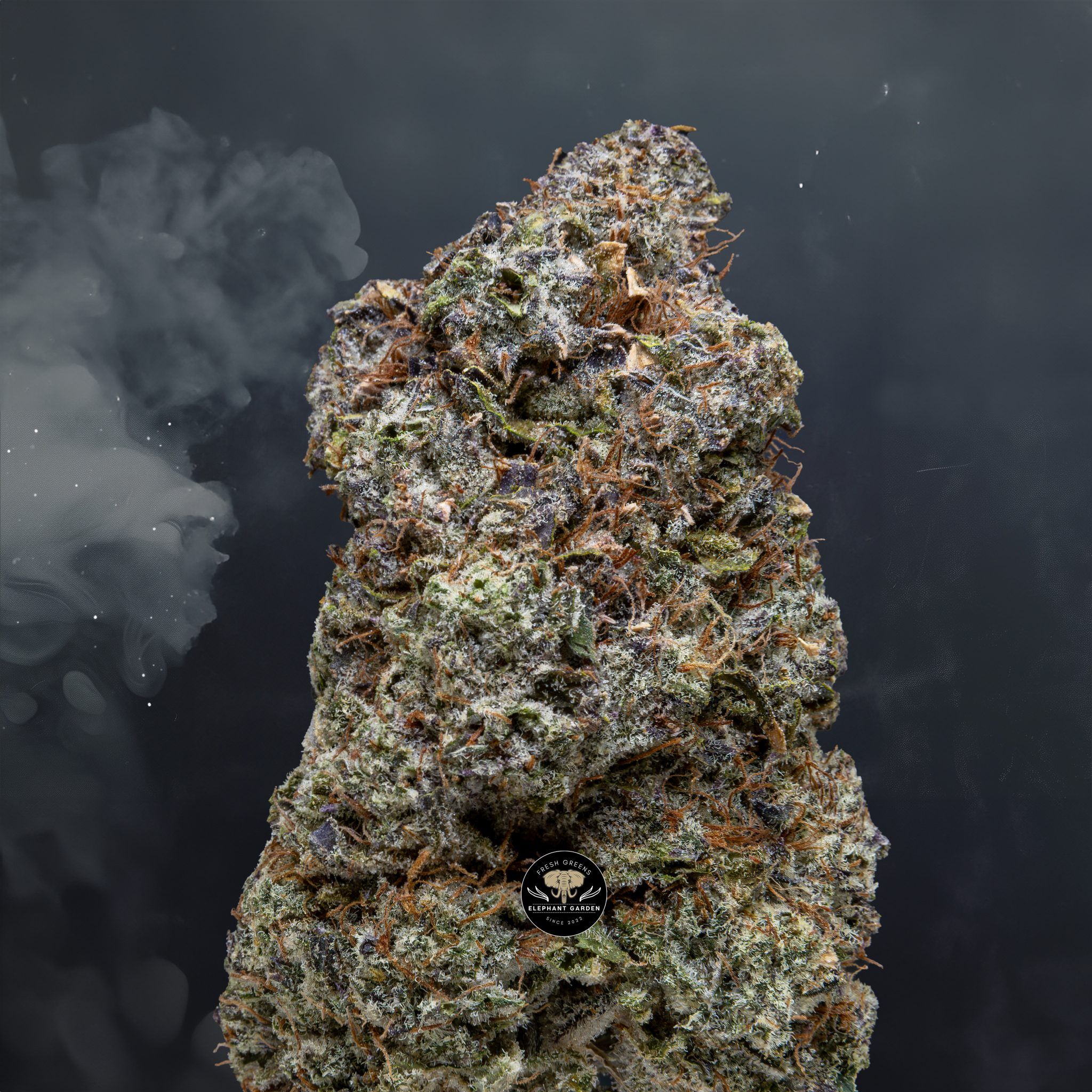 Buy Gas Face Bigs at Elephant Garden Co Weed Dispensary Close 2 13 2024 2