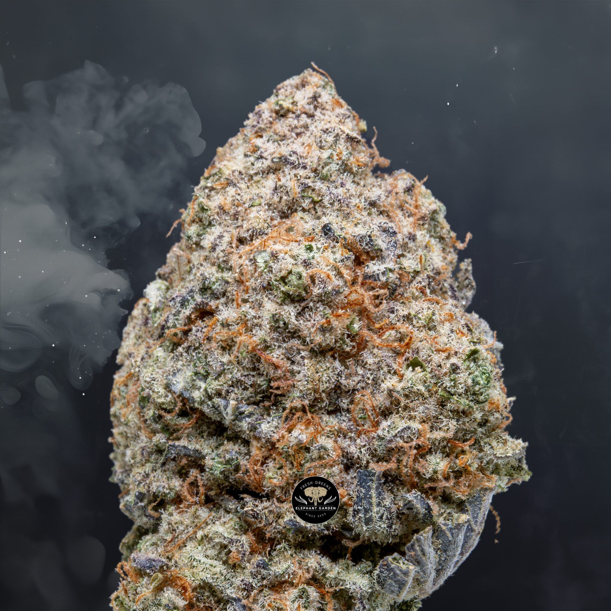 Buy Biscotti Cookies at Elephant Garden Co Weed Dispensary Close 3 21 2024