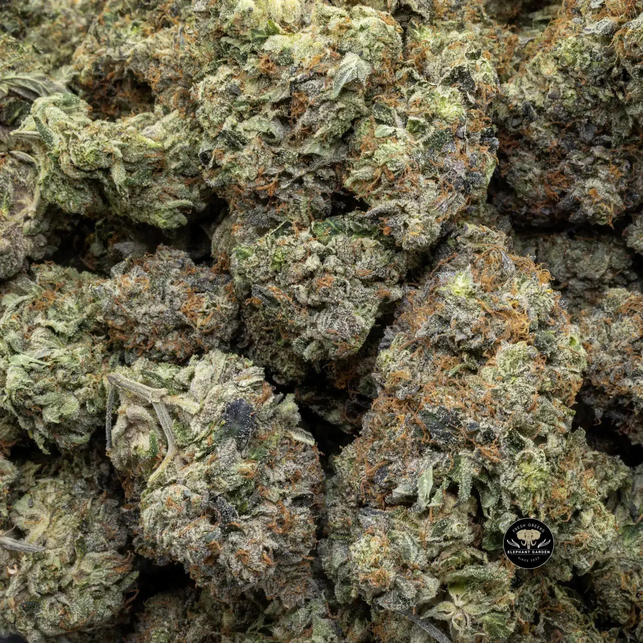 Godfather OG (Bulk) - Indica - AAA+