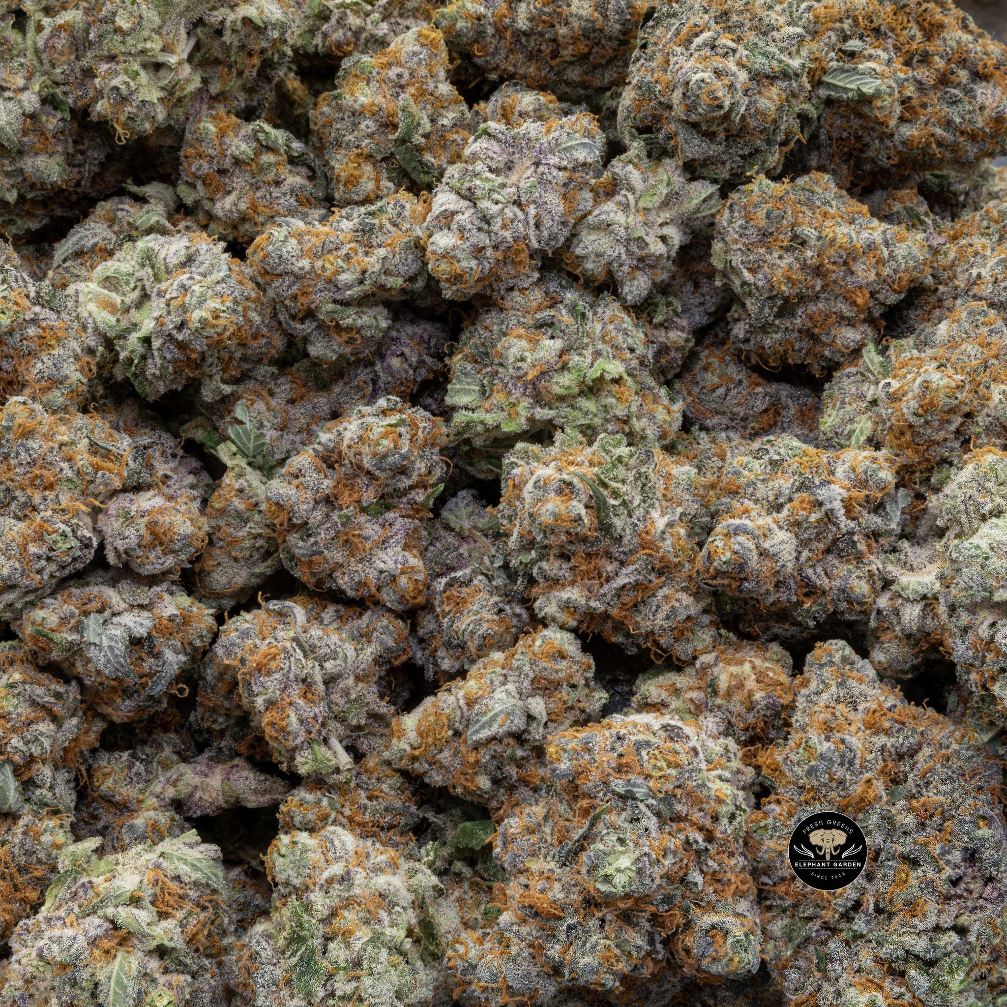 Buy Flap Jack (Bulk) at Elephant Garden Co Weed Dispensary Close 8 7 2024