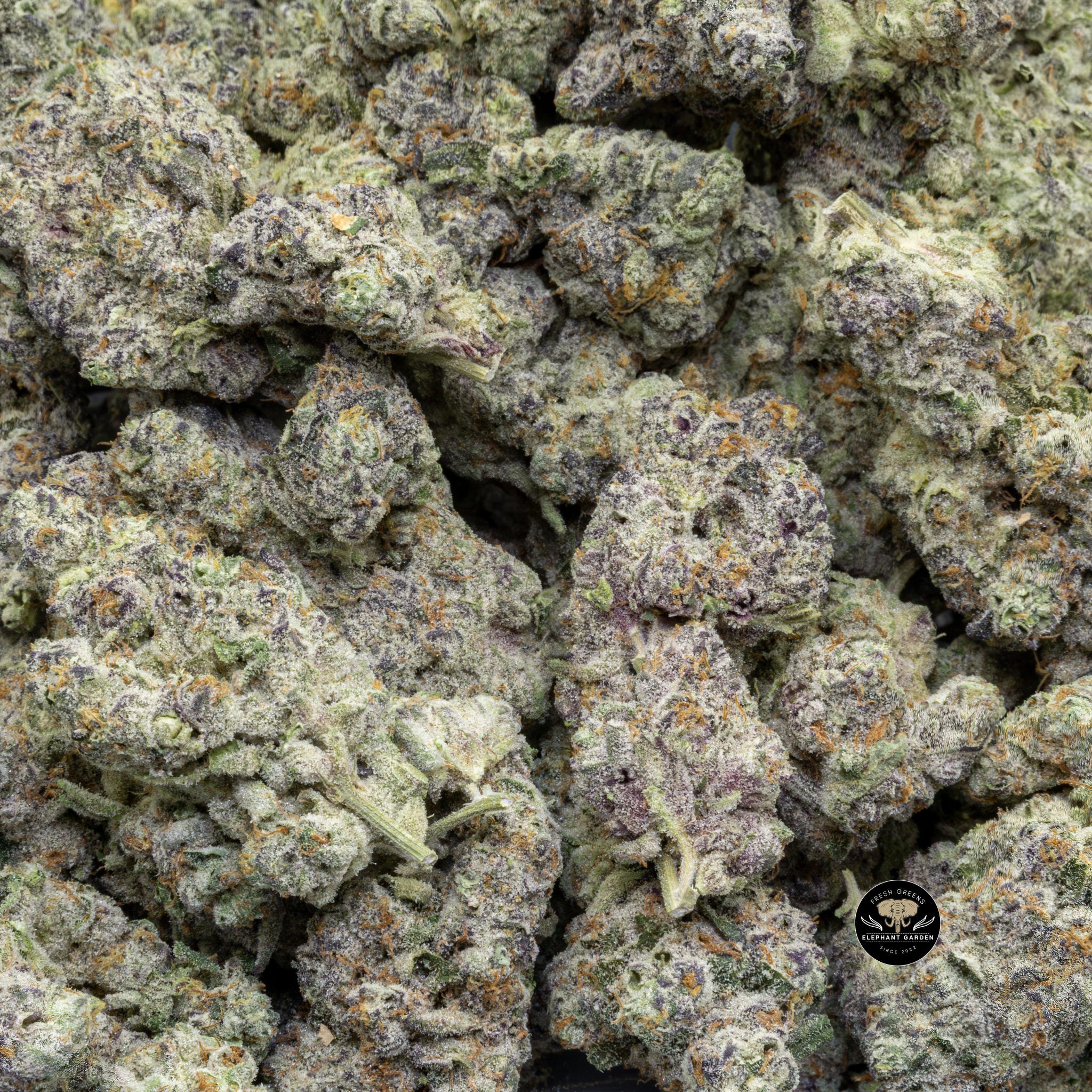 Buy Frumpz (Bulk) at Elephant Garden Co Weed Dispensary 3 12 2024