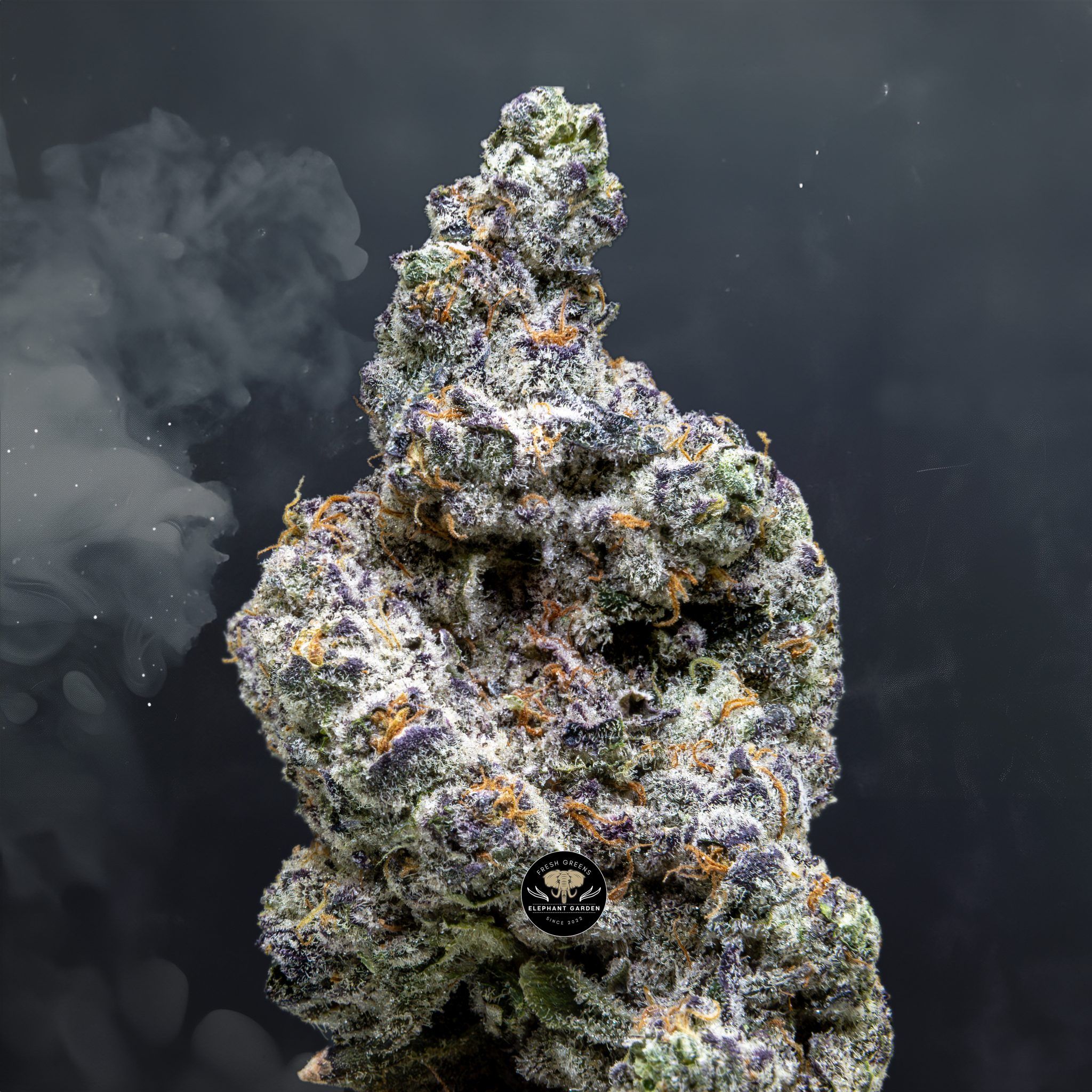 Buy Frumpz at Elephant Garden Co Weed Dispensary Close 3 12 2024