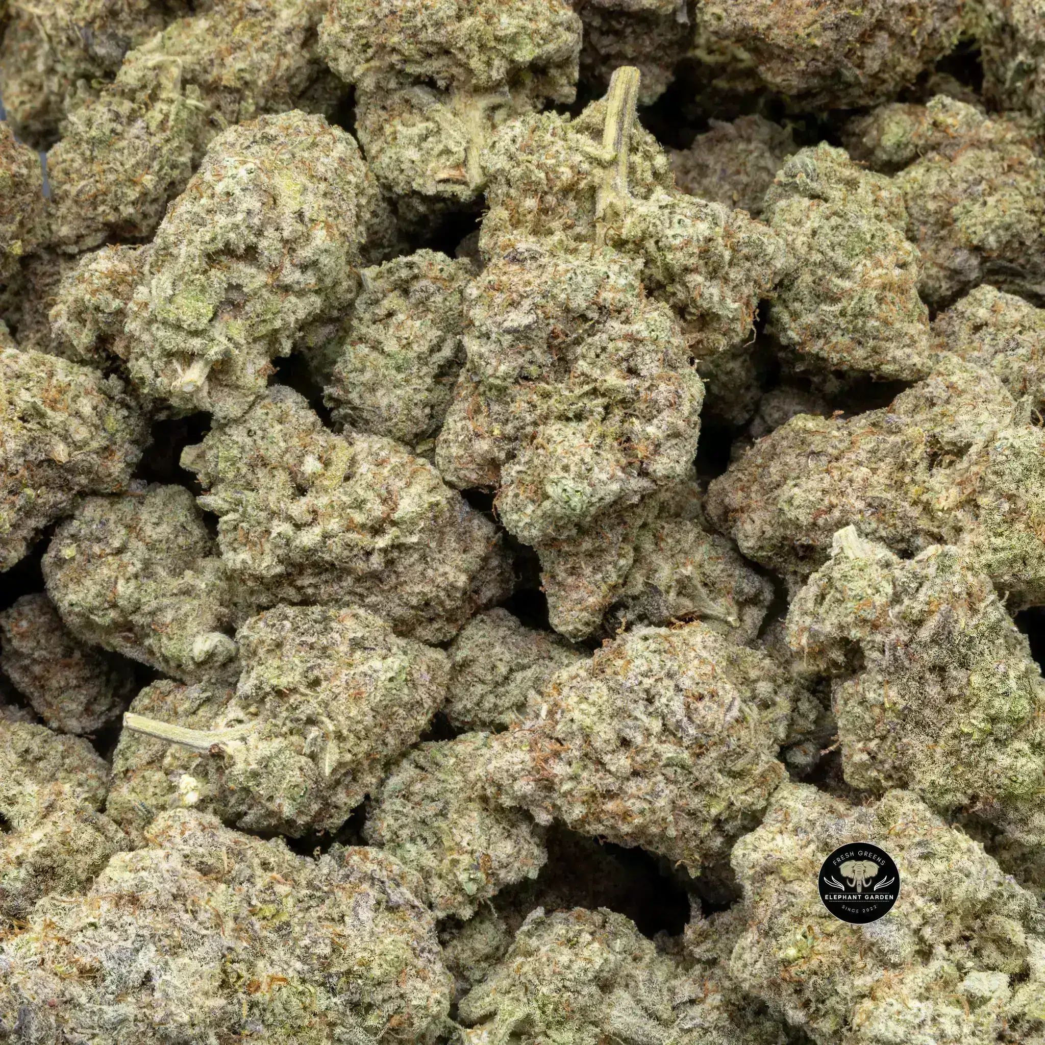 Grape Stomper (Bulk) - Hybrid - AAA