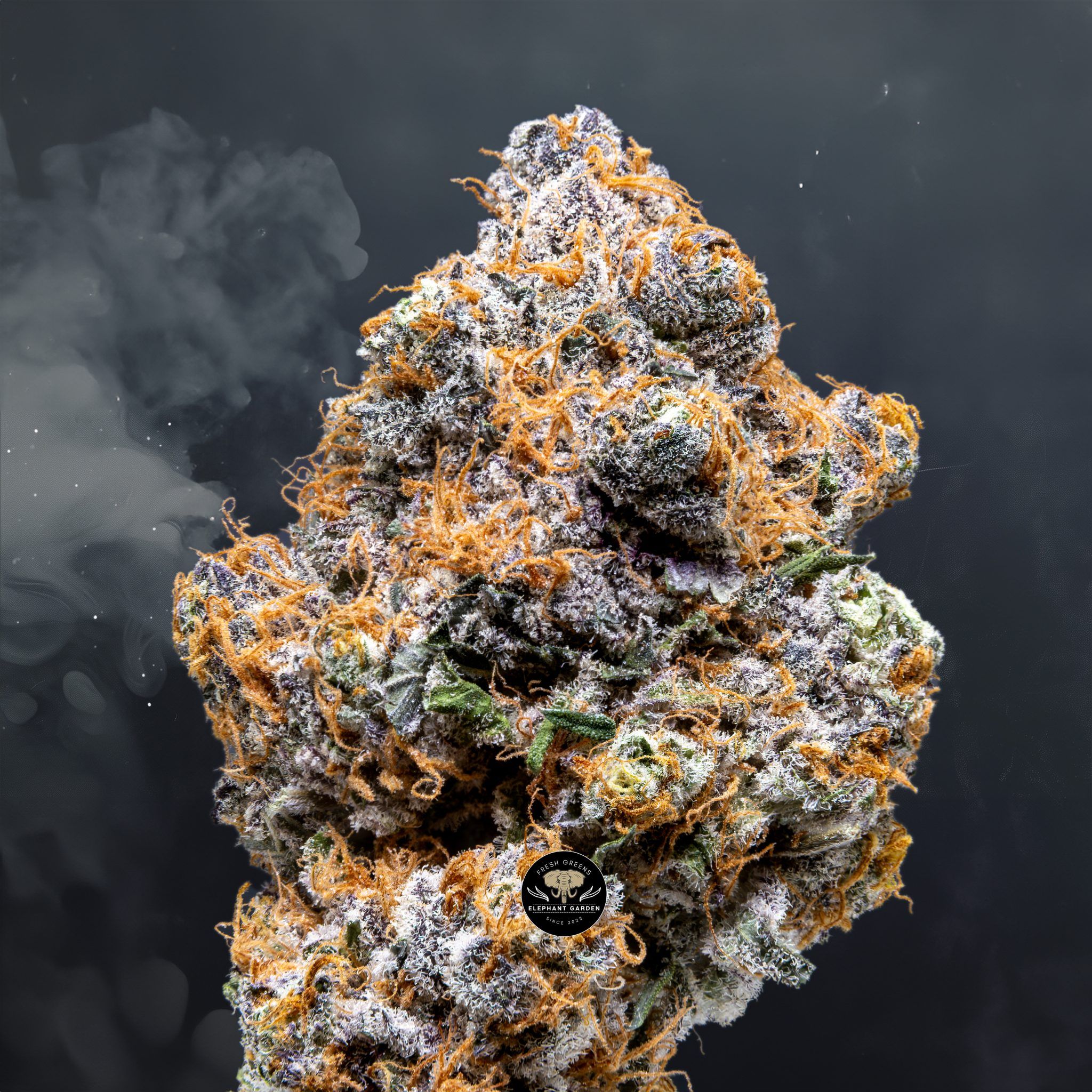 Buy Blueberry Pancake at Elephant Garden Co Weed Dispensary Close 6 10 24
