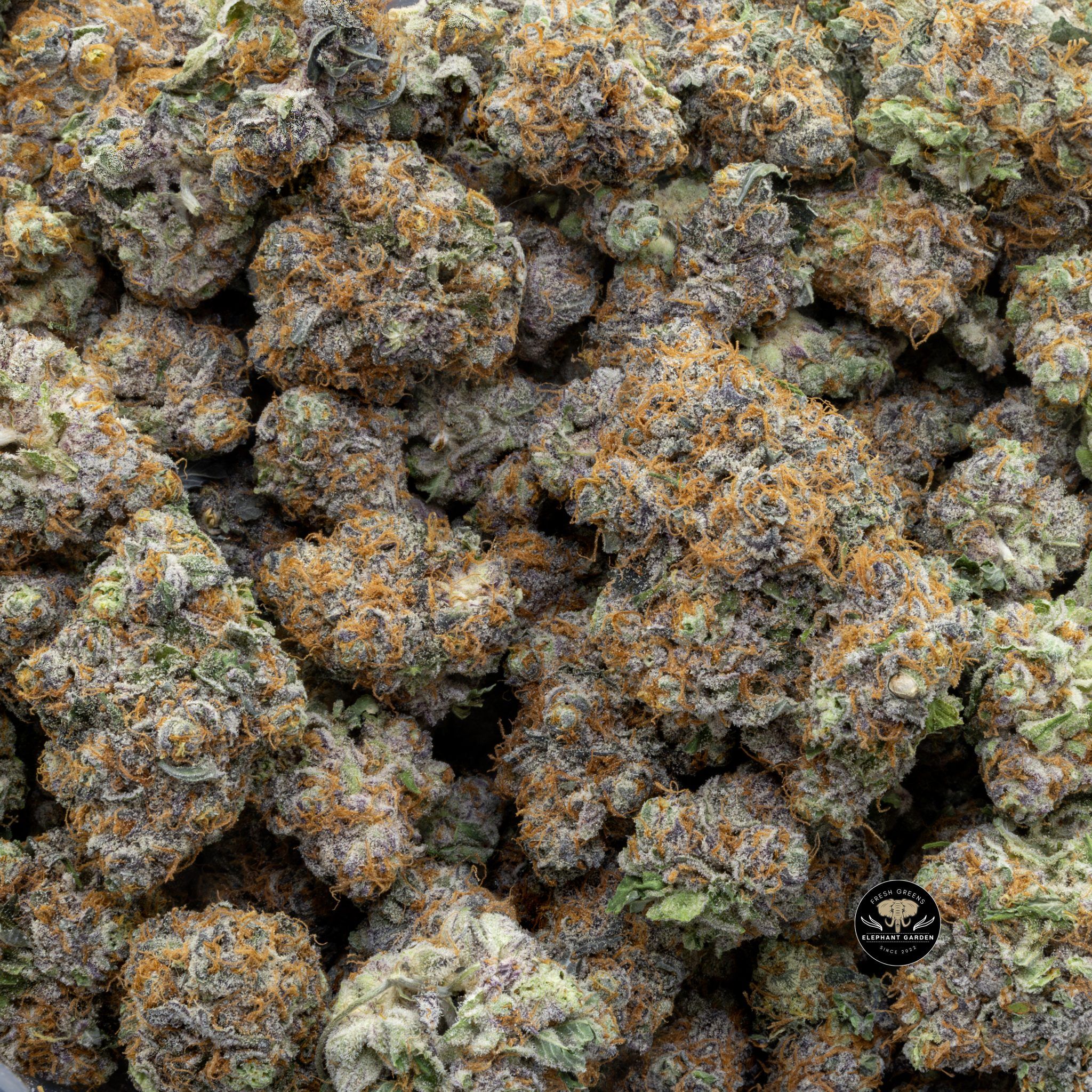 Buy Blueberry Pancakes(Bulk) at Elephant Garden Co Weed Dispensary Close 6 13 2024