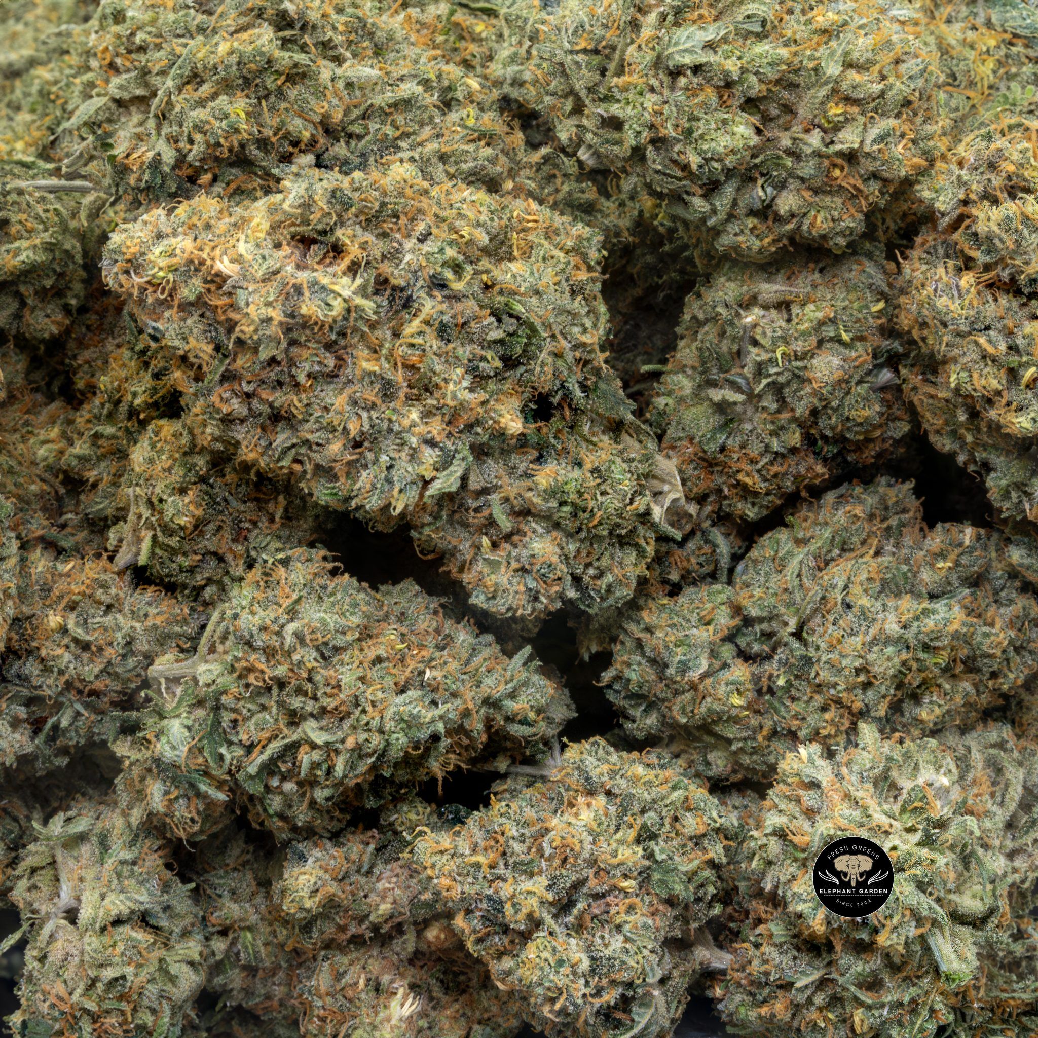 Buy Dark Rainbow (Bulk) at Elephant Garden Co Weed Dispensary Close 6 18 2024