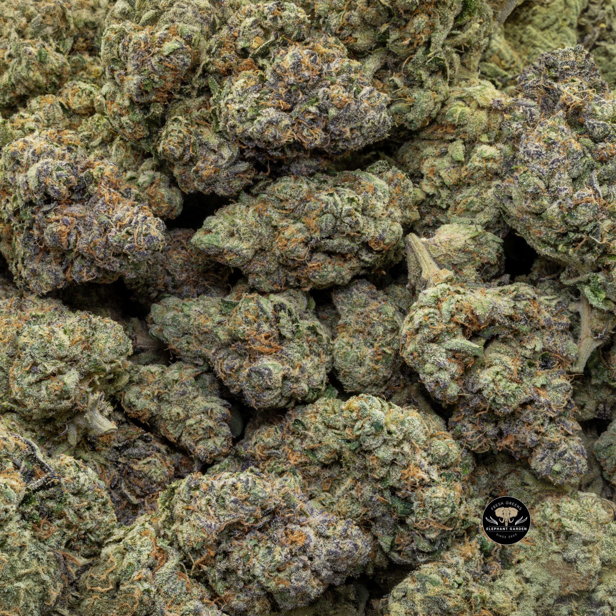 Buy Nebula (Bulk) at Elephant Garden Co Weed Dispensary Close 6 11 2024