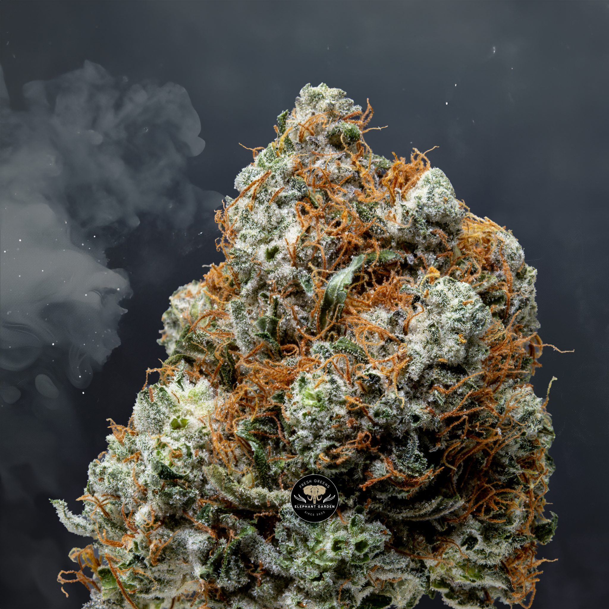 Buy Twisted Citrus at Elephant Garden Co Weed Dispensary Close 6 18 24