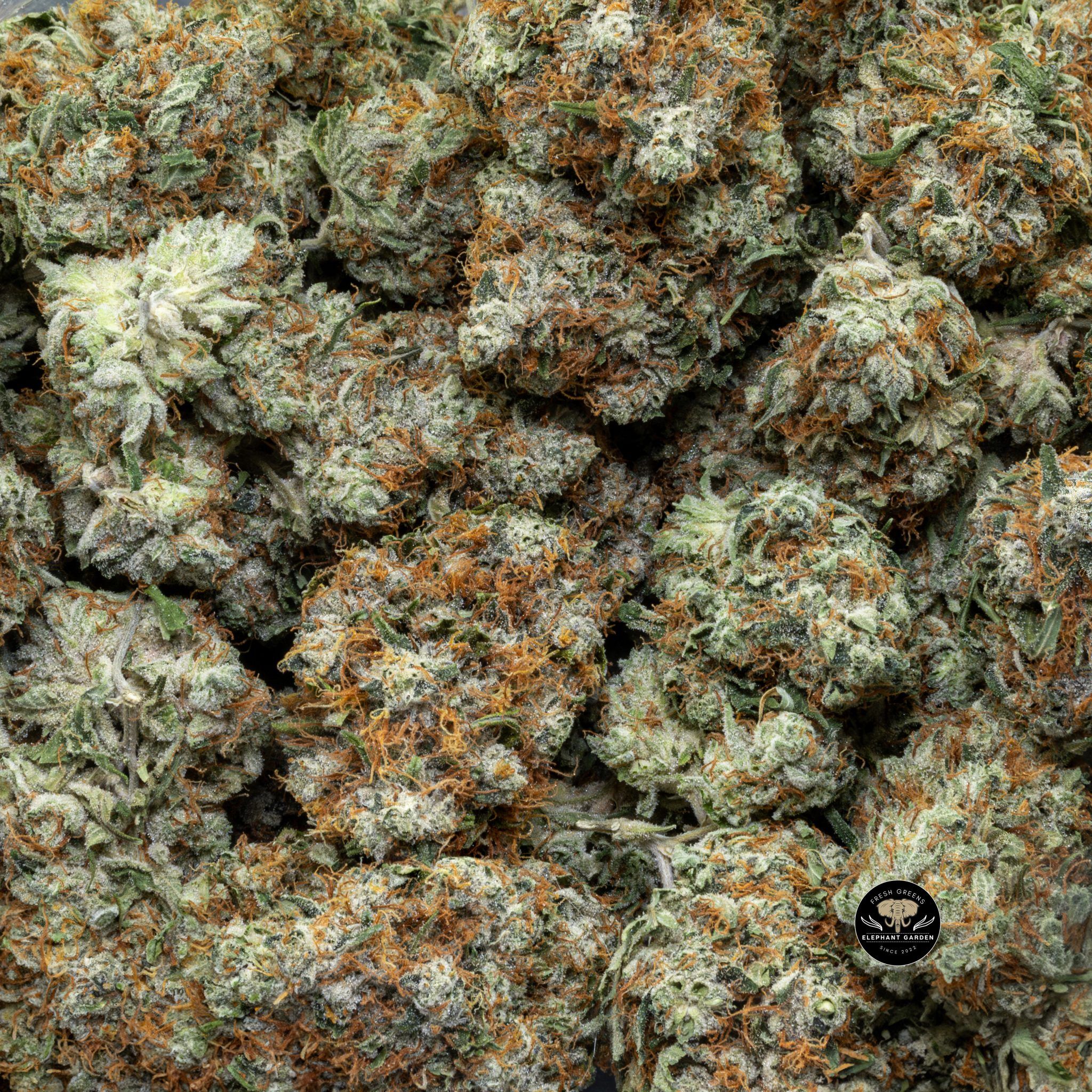 Buy Twisted Citrus (Bulk) at Elephant Garden Co Weed Dispensary Close 6 18 2024