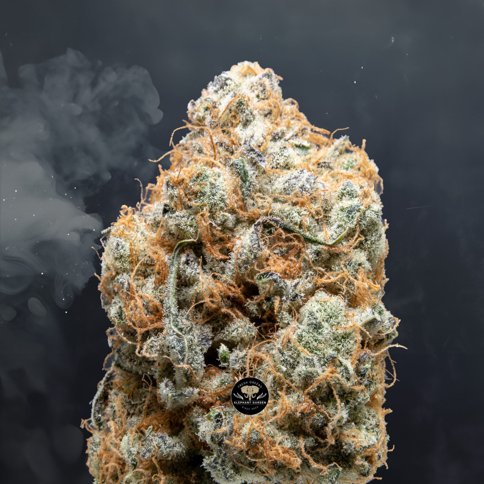 Buy Apricot Stomper at Elephant Garden Co Weed Dispensary Close 7 3 24