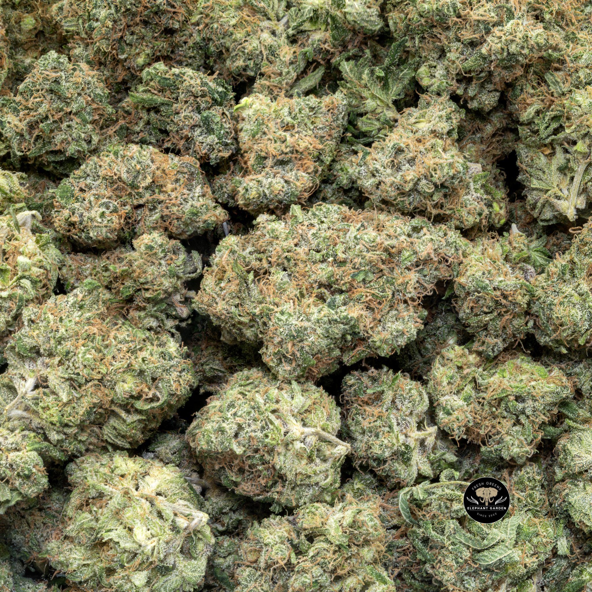Buy Ghost Train Haze (Bulk) at Elephant Garden Co Weed Dispensary Close 7 3 2024