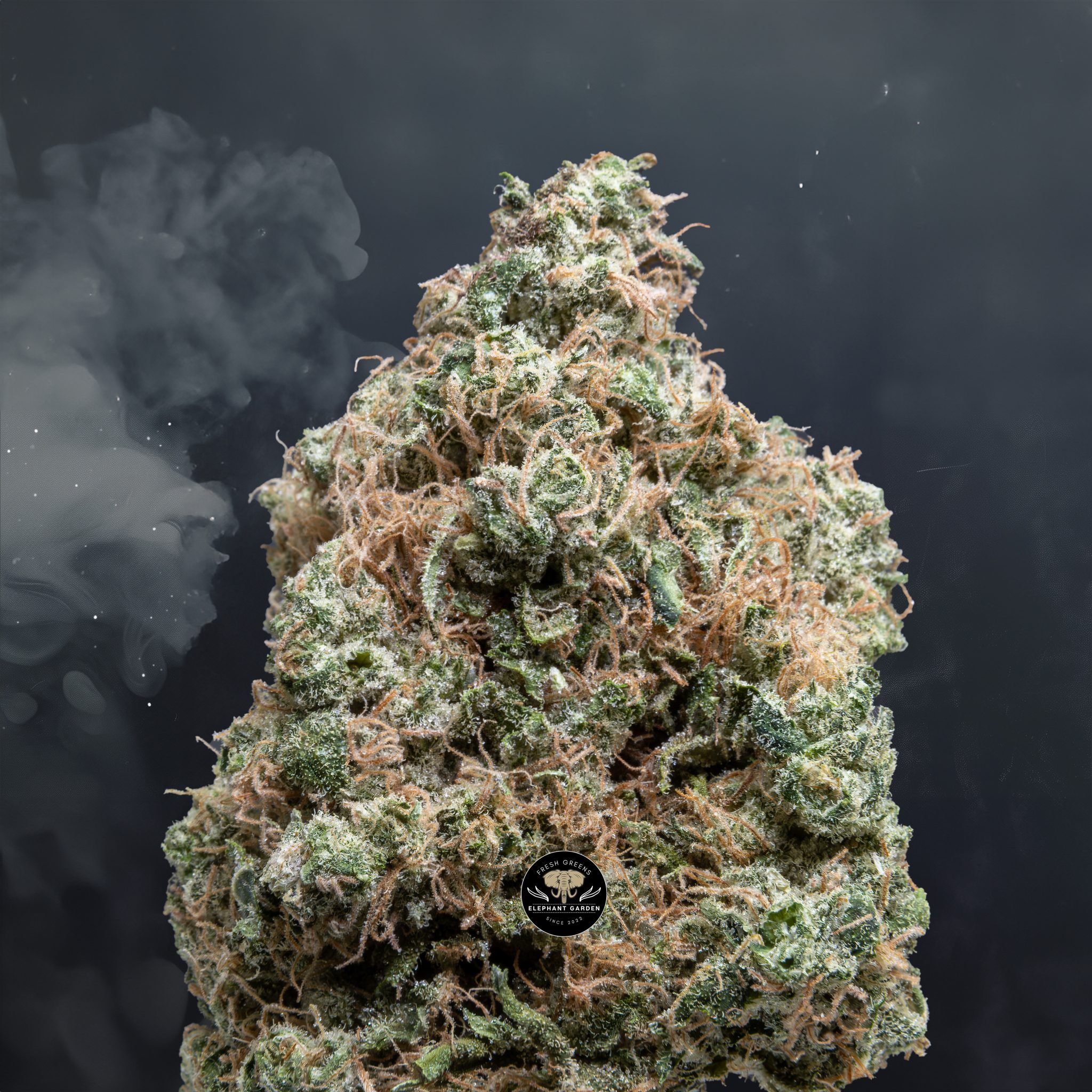 Buy Ghost Train Haze at Elephant Garden Co Weed Dispensary Close 6 24 24