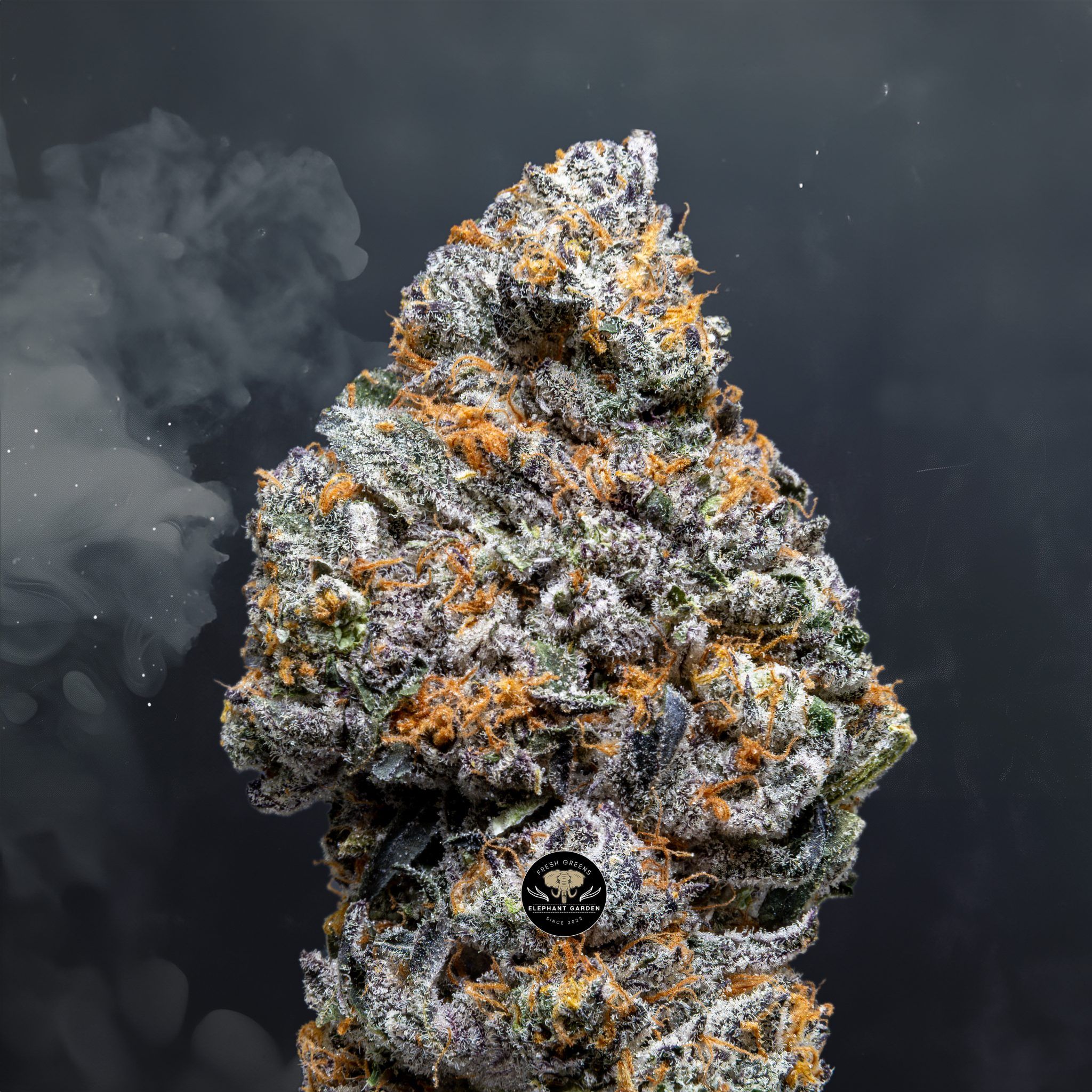Milkshake Grenade - Hybrid - AAA+ (May Contain Seeds)