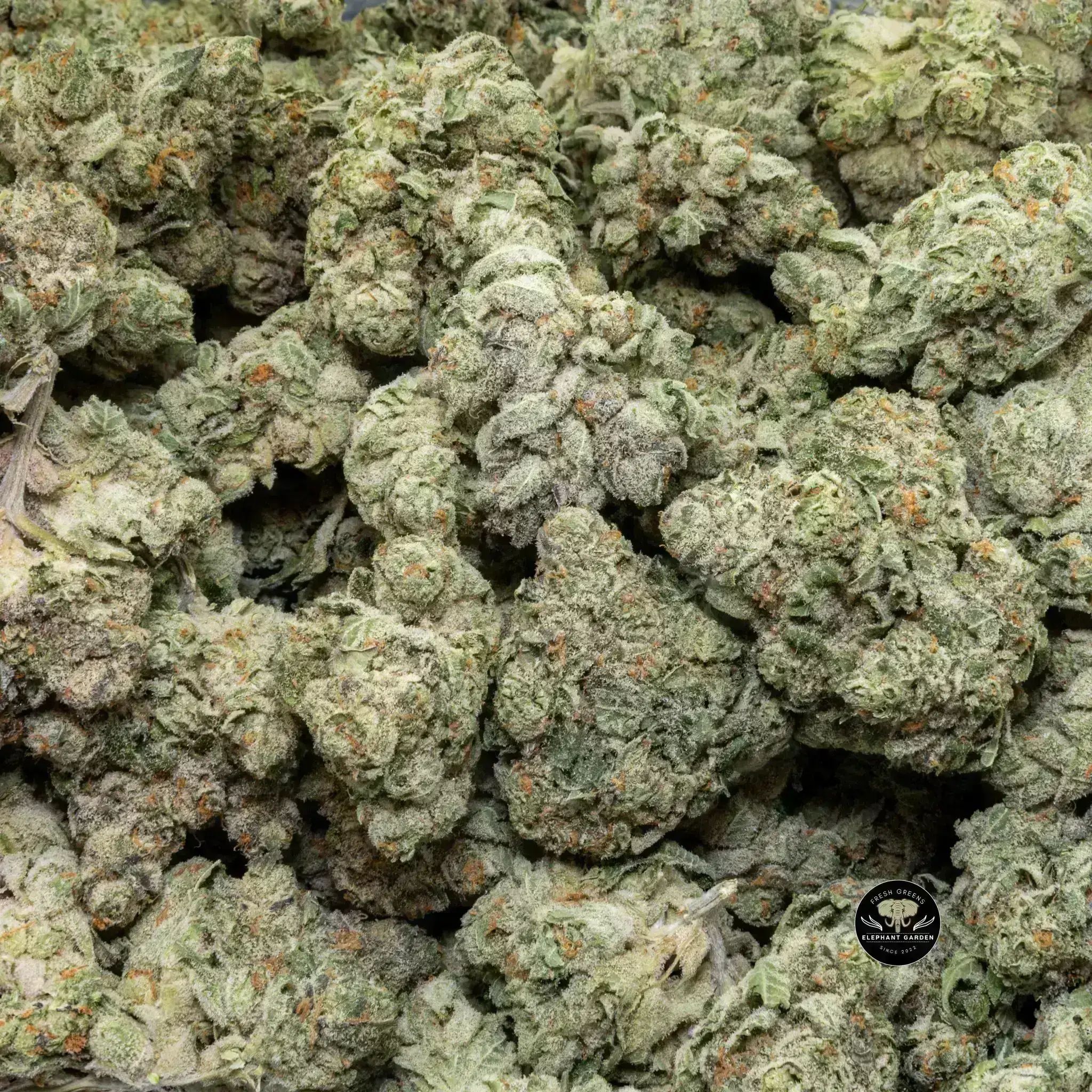 Buy Galactic Glue at Elephant Garden Co Weed Dispensary Close 9 26 24 2