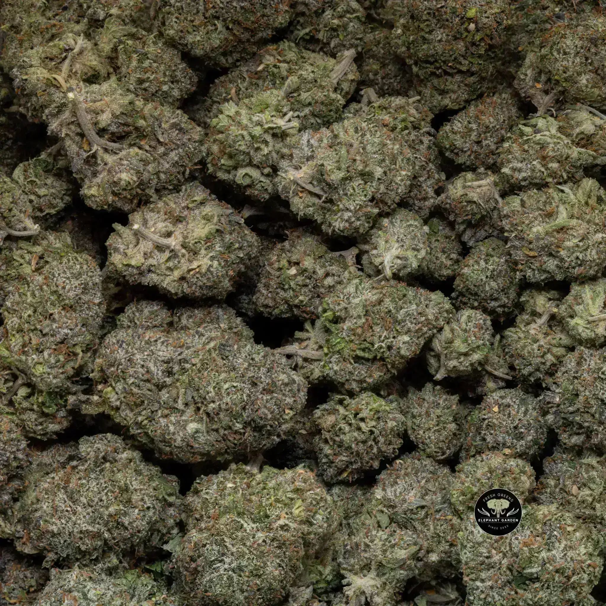 Buy Predator Pink at Elephant Garden Co Weed Dispensary Close 9 26 24 3