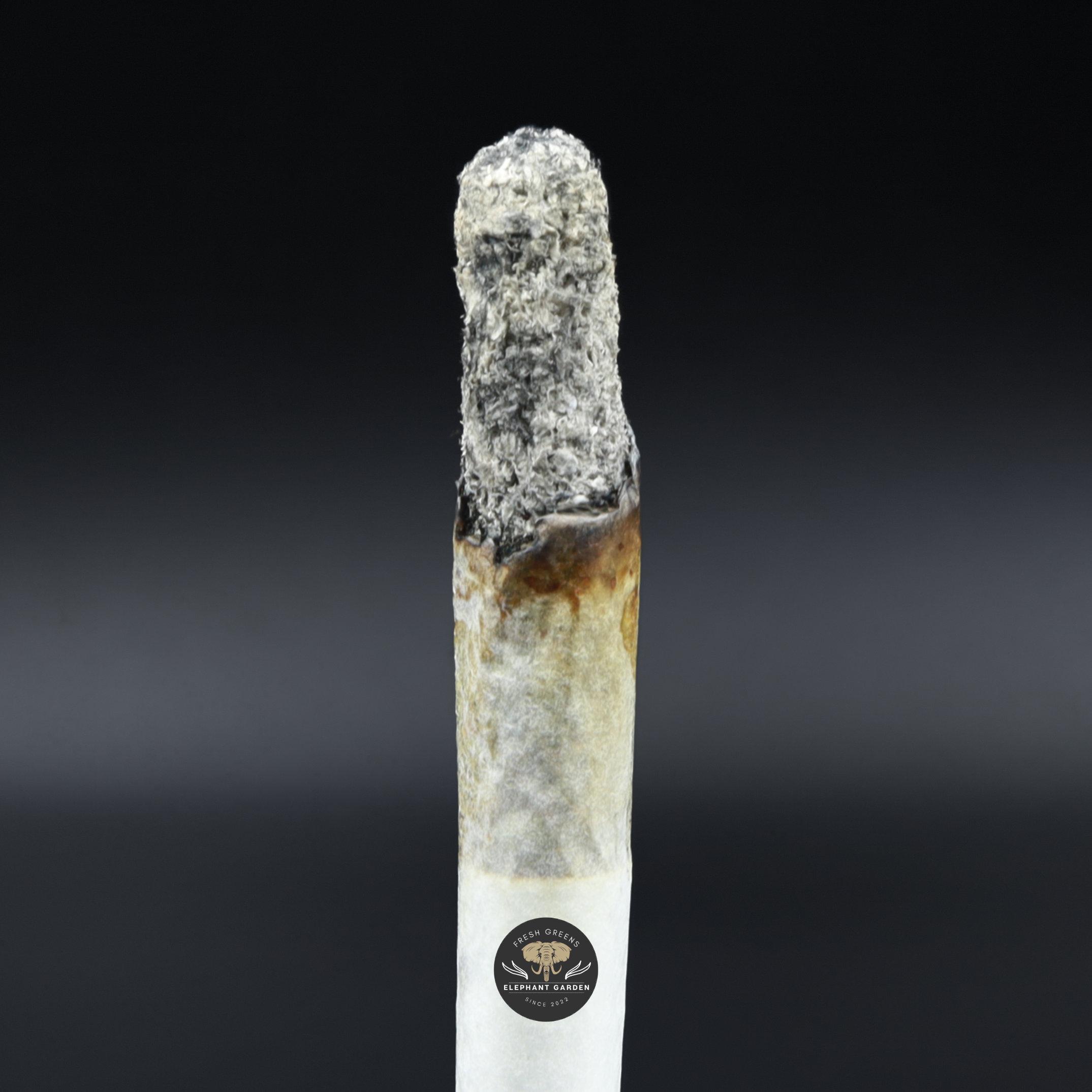 Black Biscotti burn elephant garden may 2026